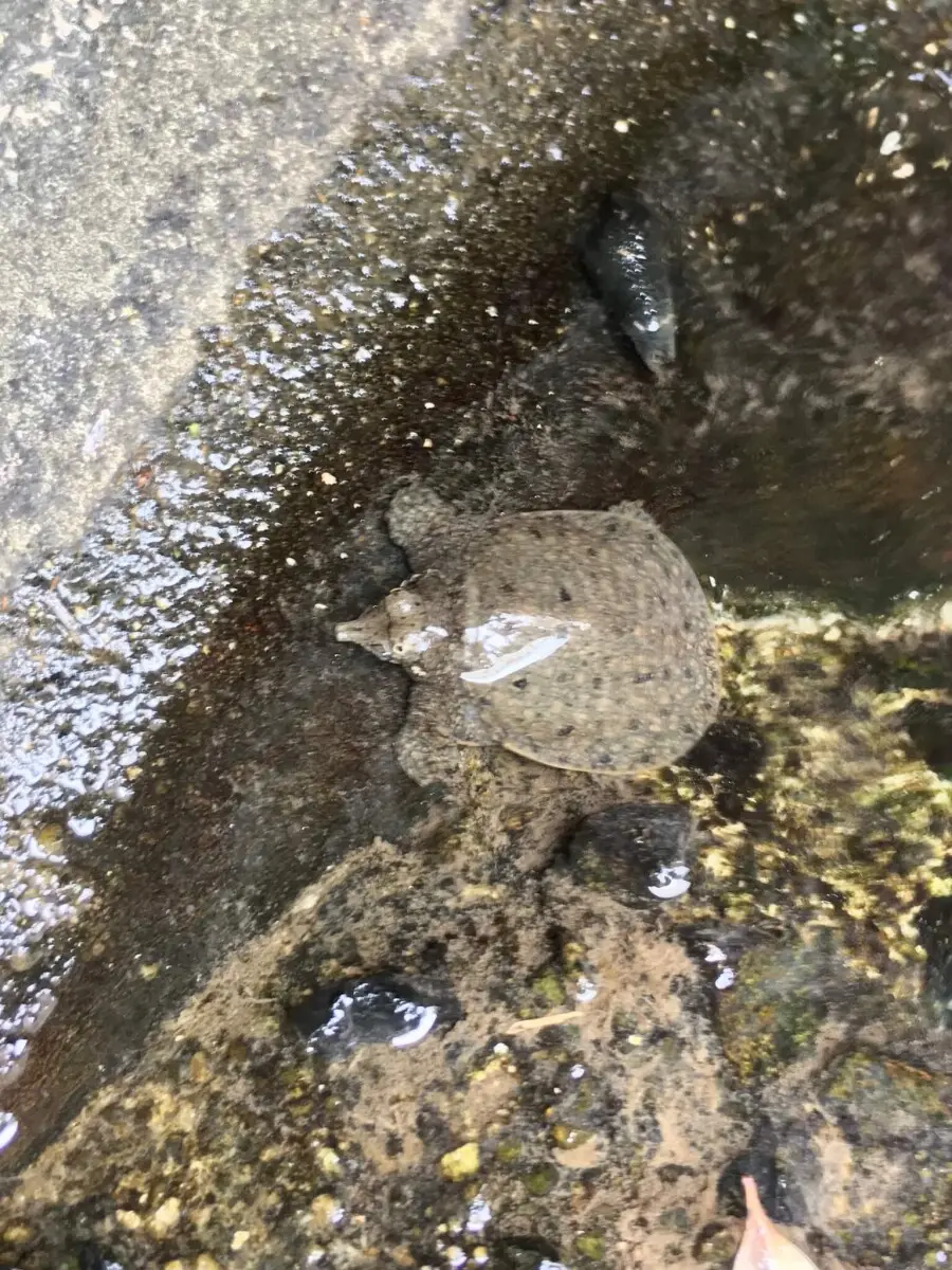 Chinese-Softshell-Turtle 05