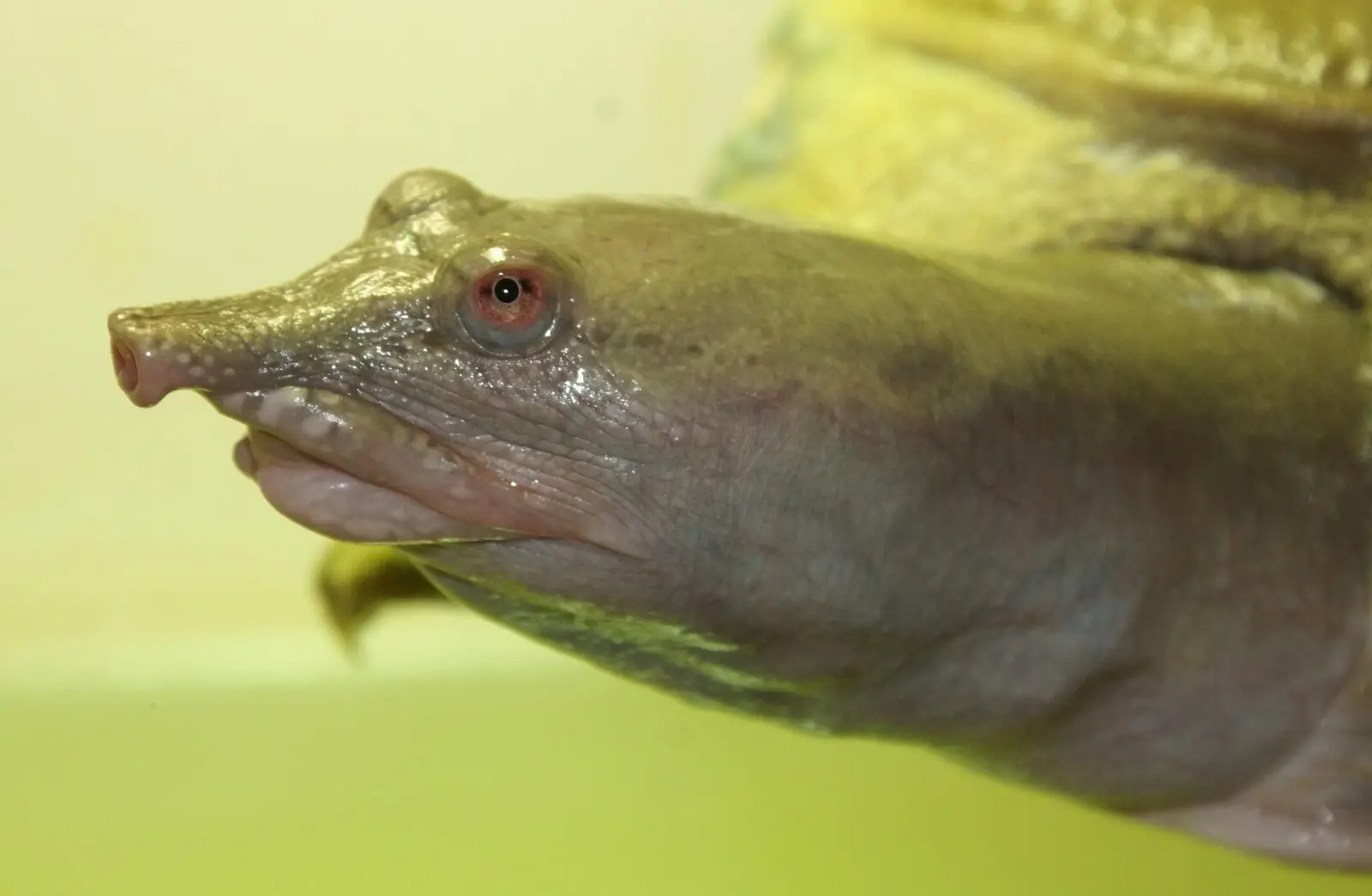Chinese-Softshell-Turtle 06