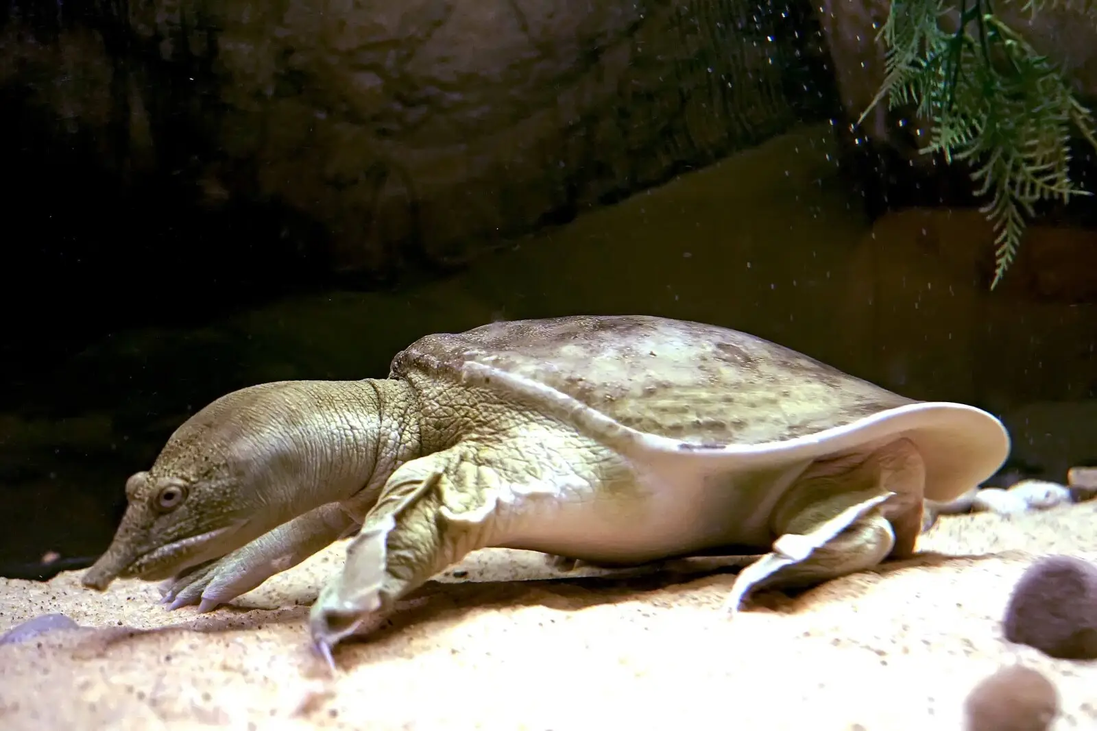 Chinese-Softshell-Turtle 07