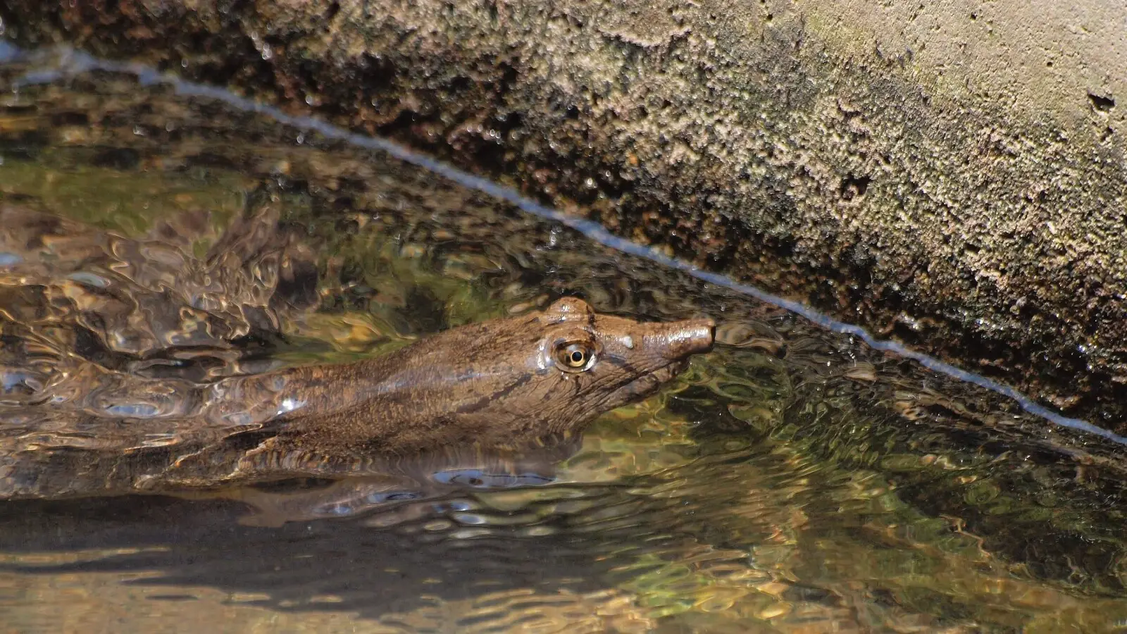 Chinese-Softshell-Turtle 08