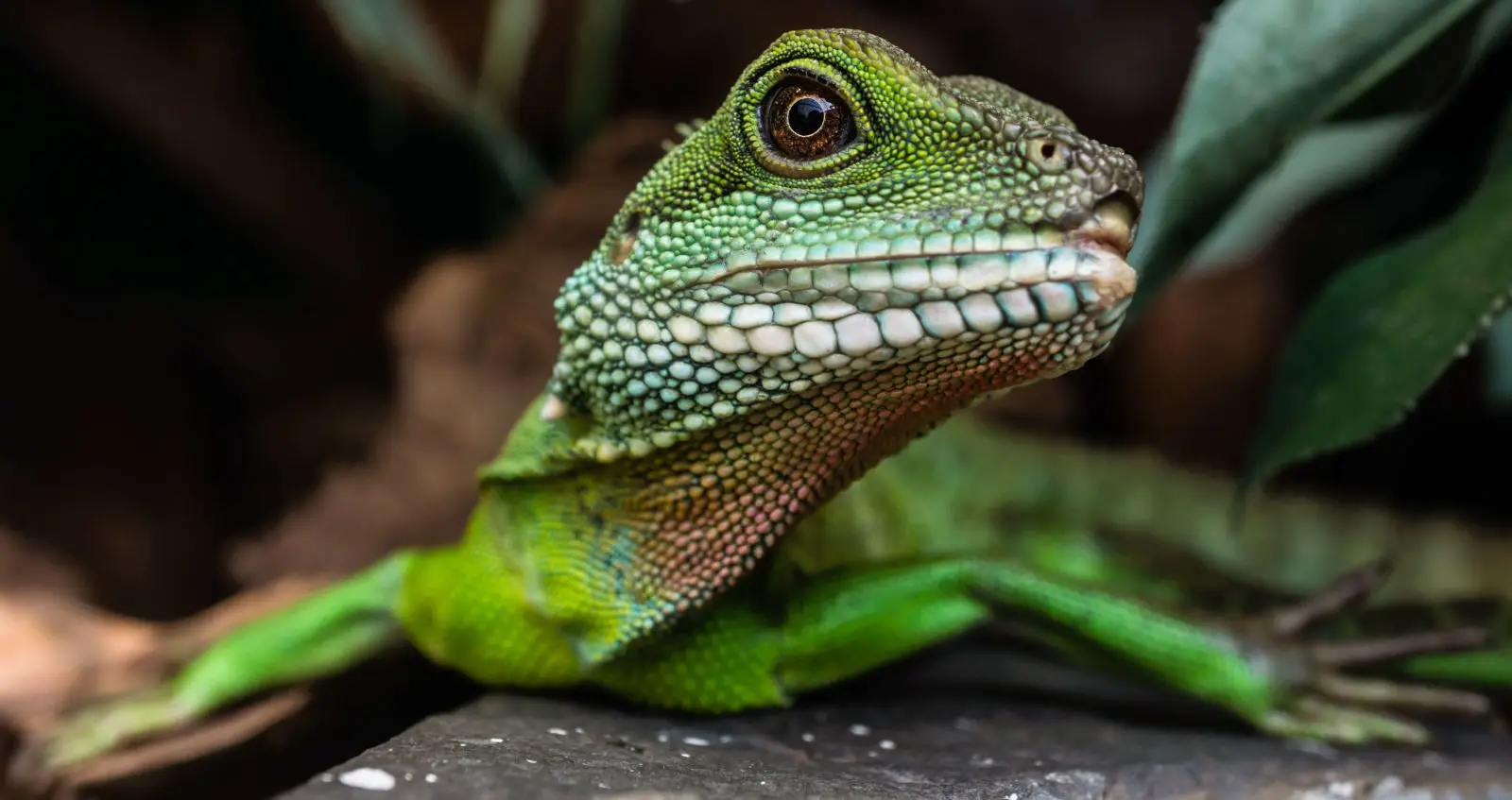 Chinese-Water-Dragon 01