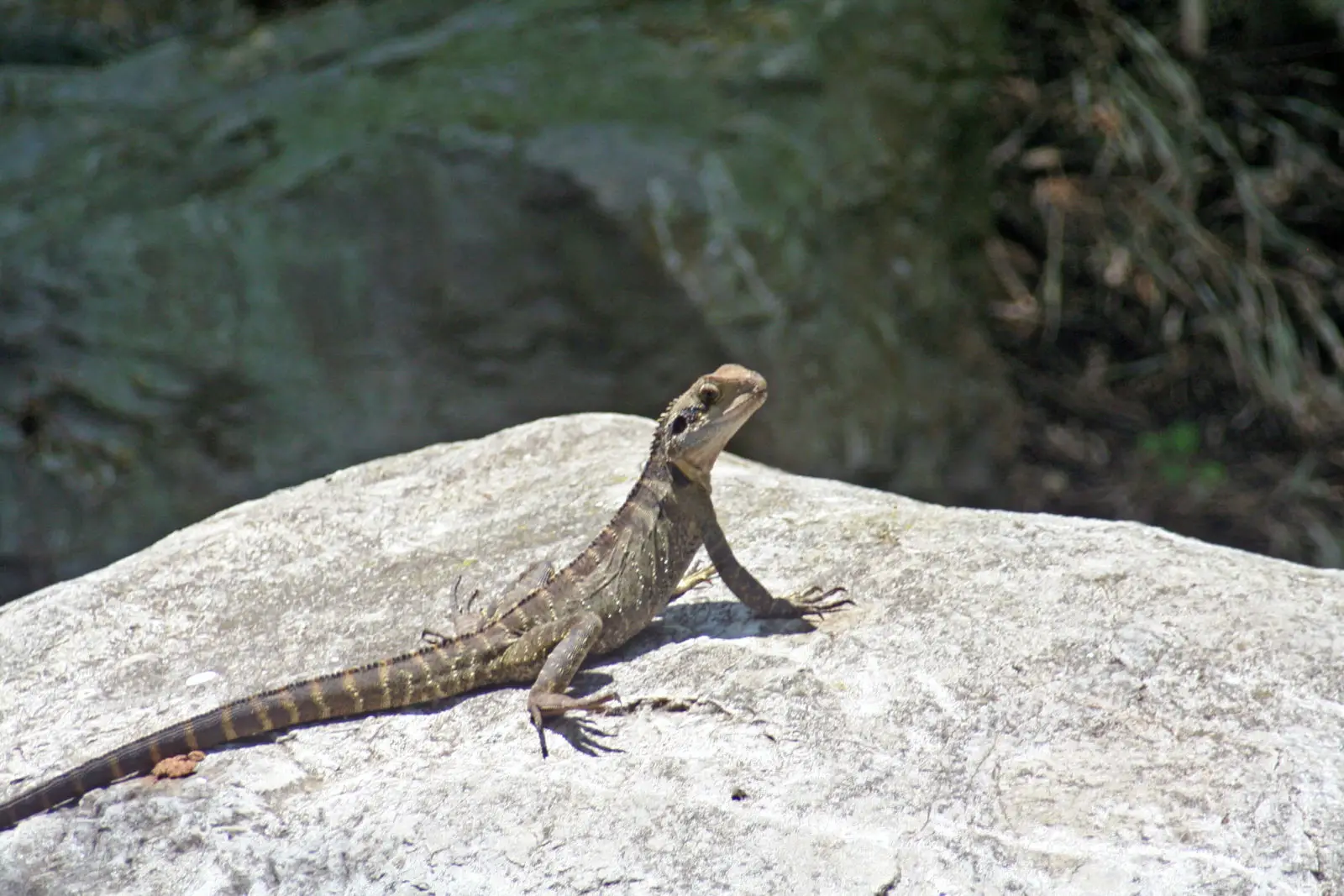 Chinese-Water-Dragon 03