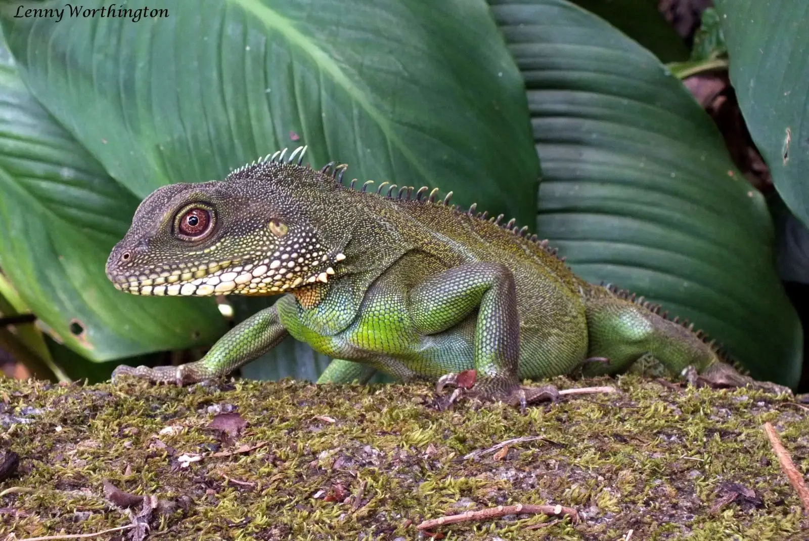 Chinese-Water-Dragon 04