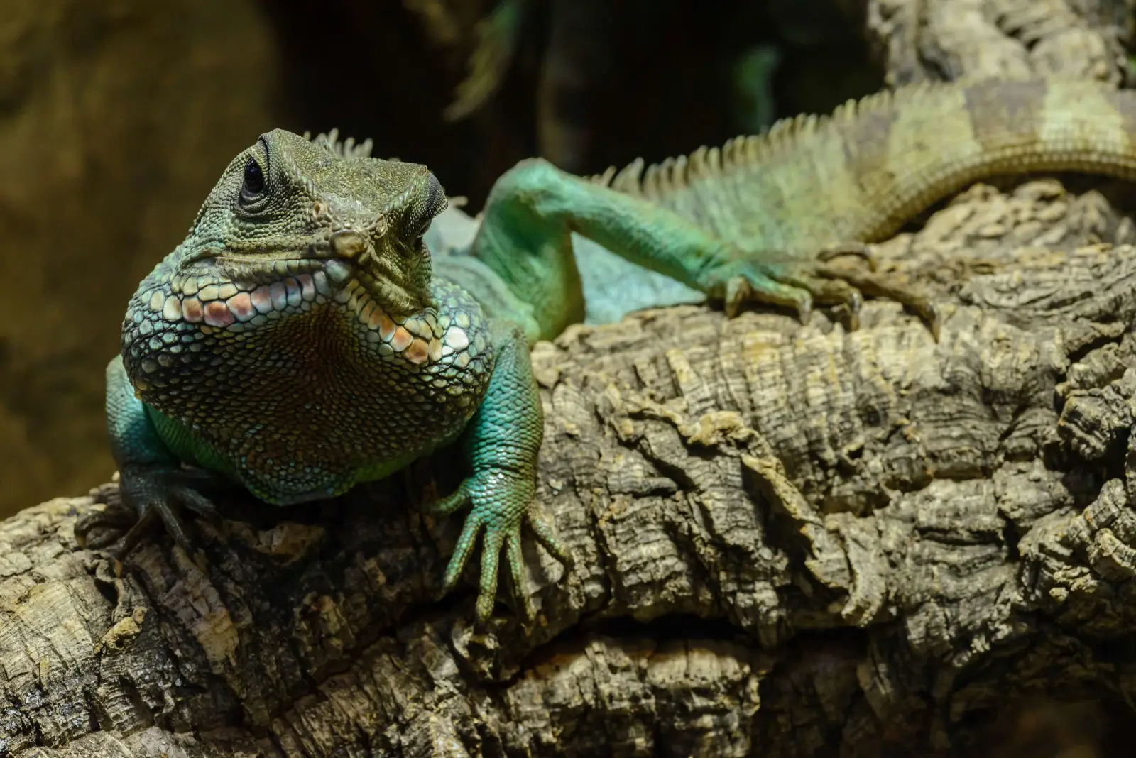 Chinese-Water-Dragon 05