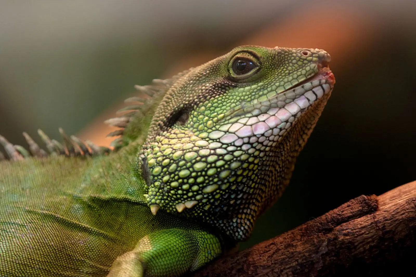 Chinese-Water-Dragon 06