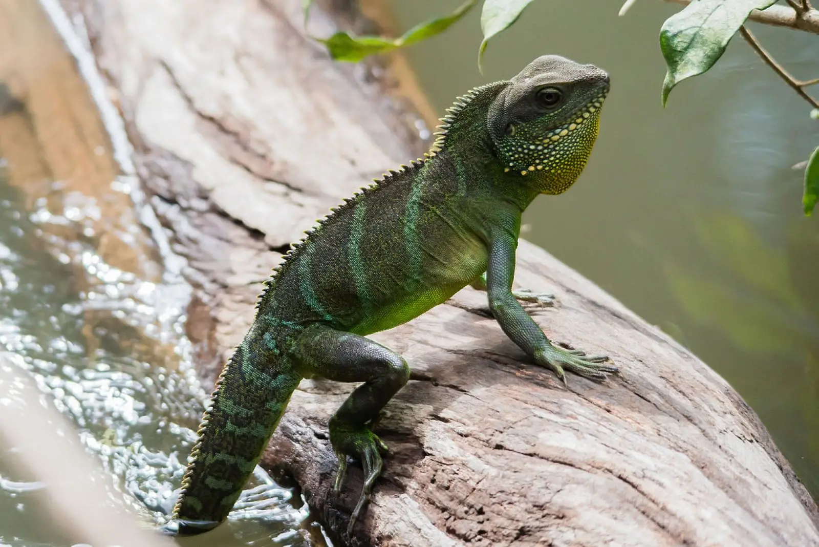 Chinese-Water-Dragon 07