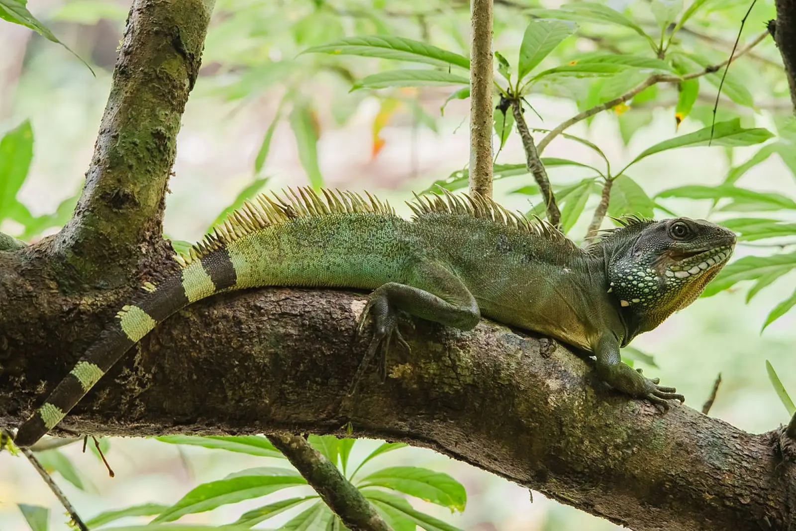 Chinese-Water-Dragon 08