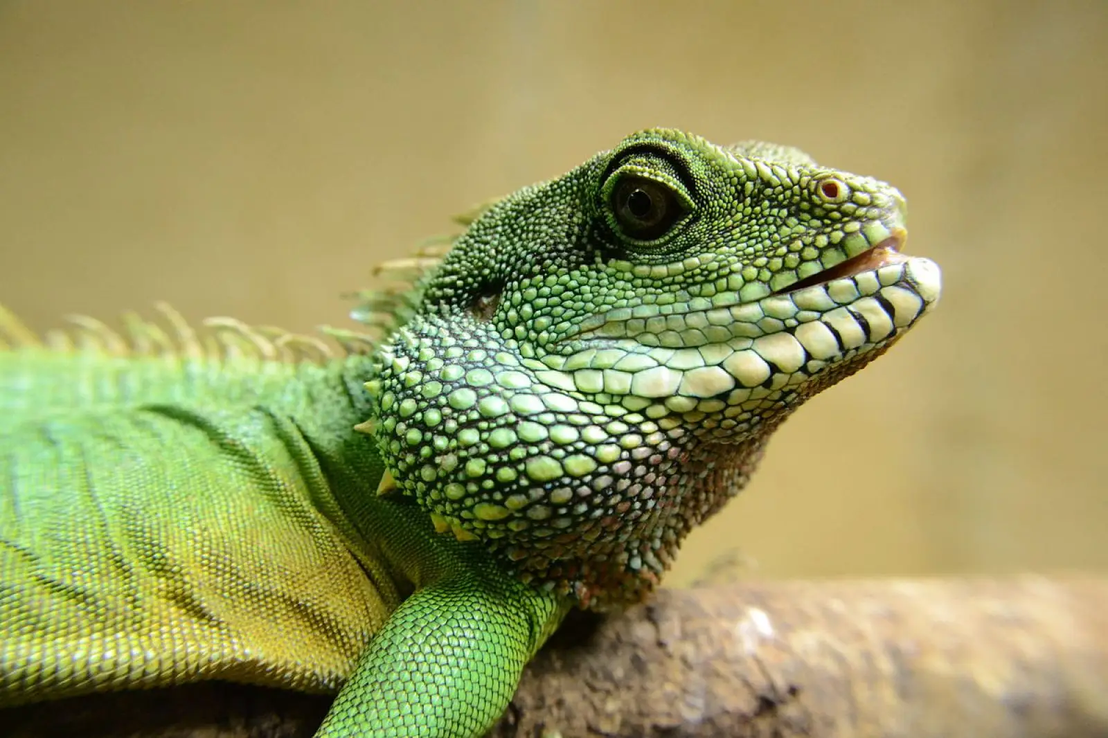 Chinese-Water-Dragon 09