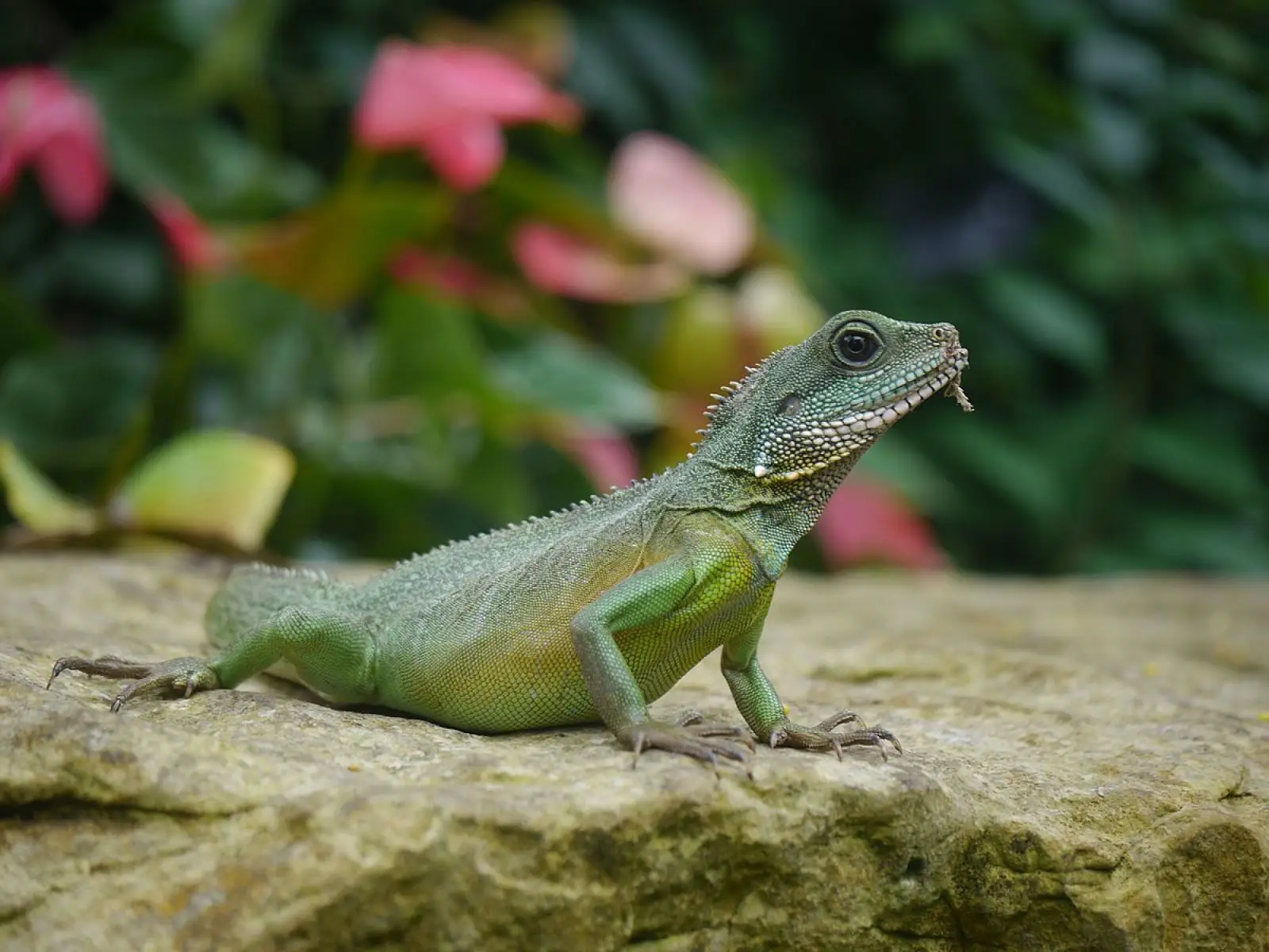 Chinese-Water-Dragon 10