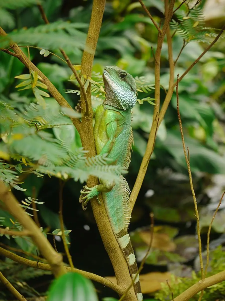 Chinese-Water-Dragon 11