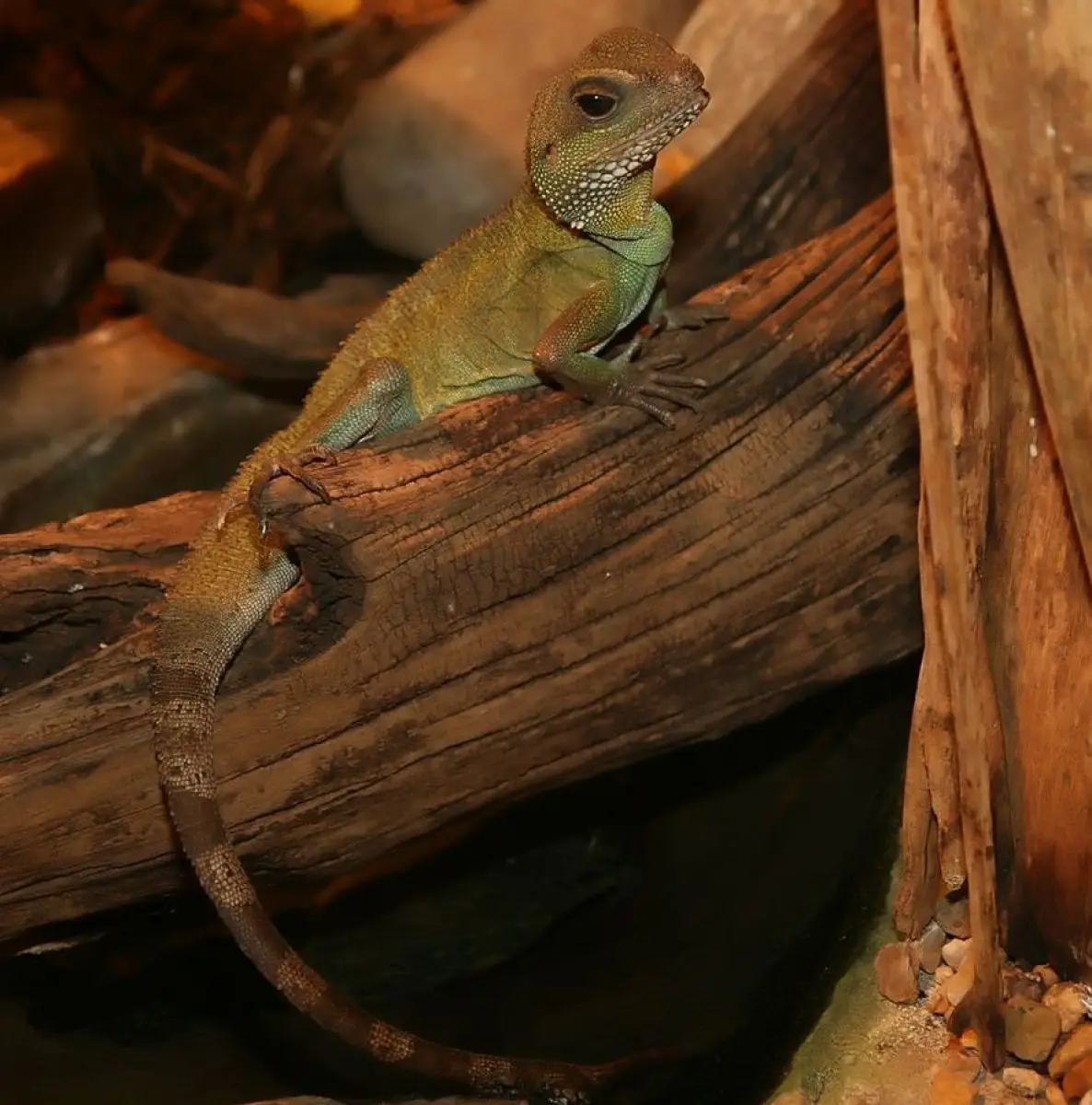 Chinese-Water-Dragon 12