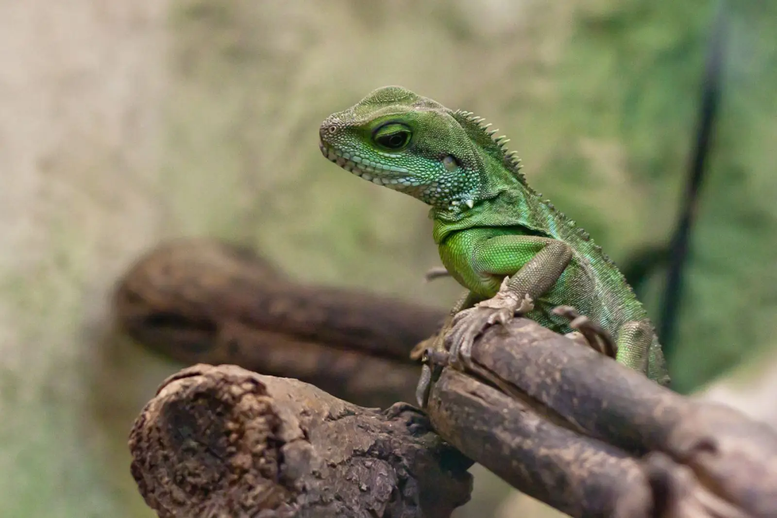 Chinese-Water-Dragon 13