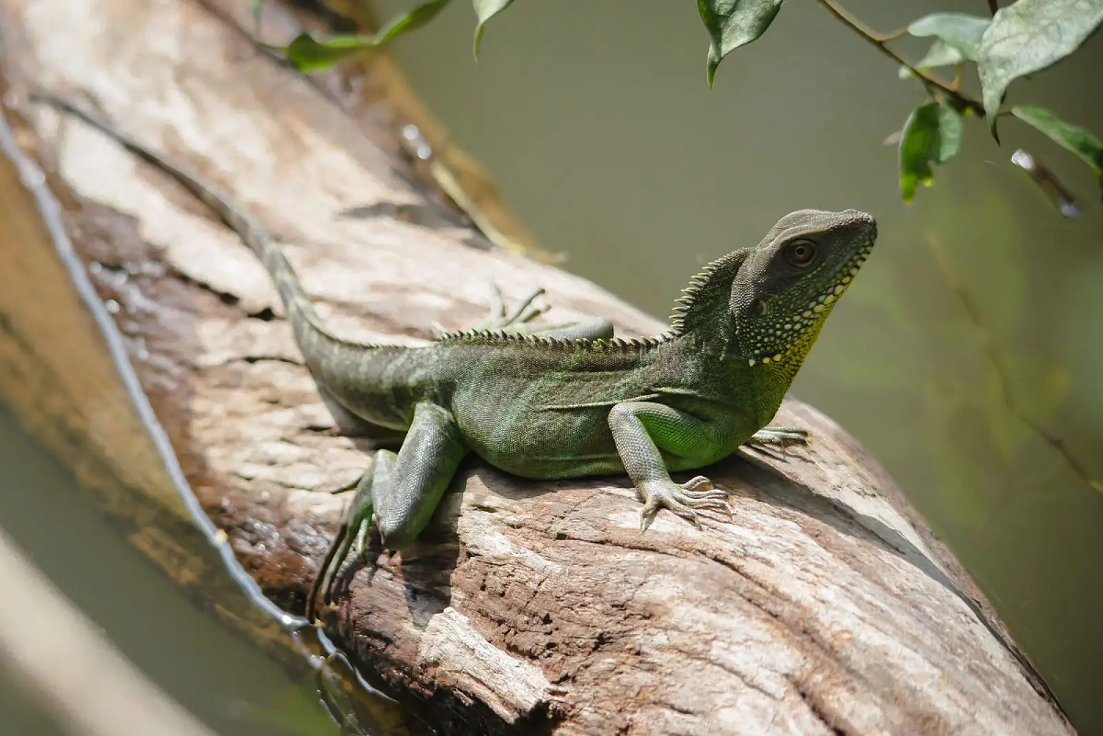 Chinese-Water-Dragon 14