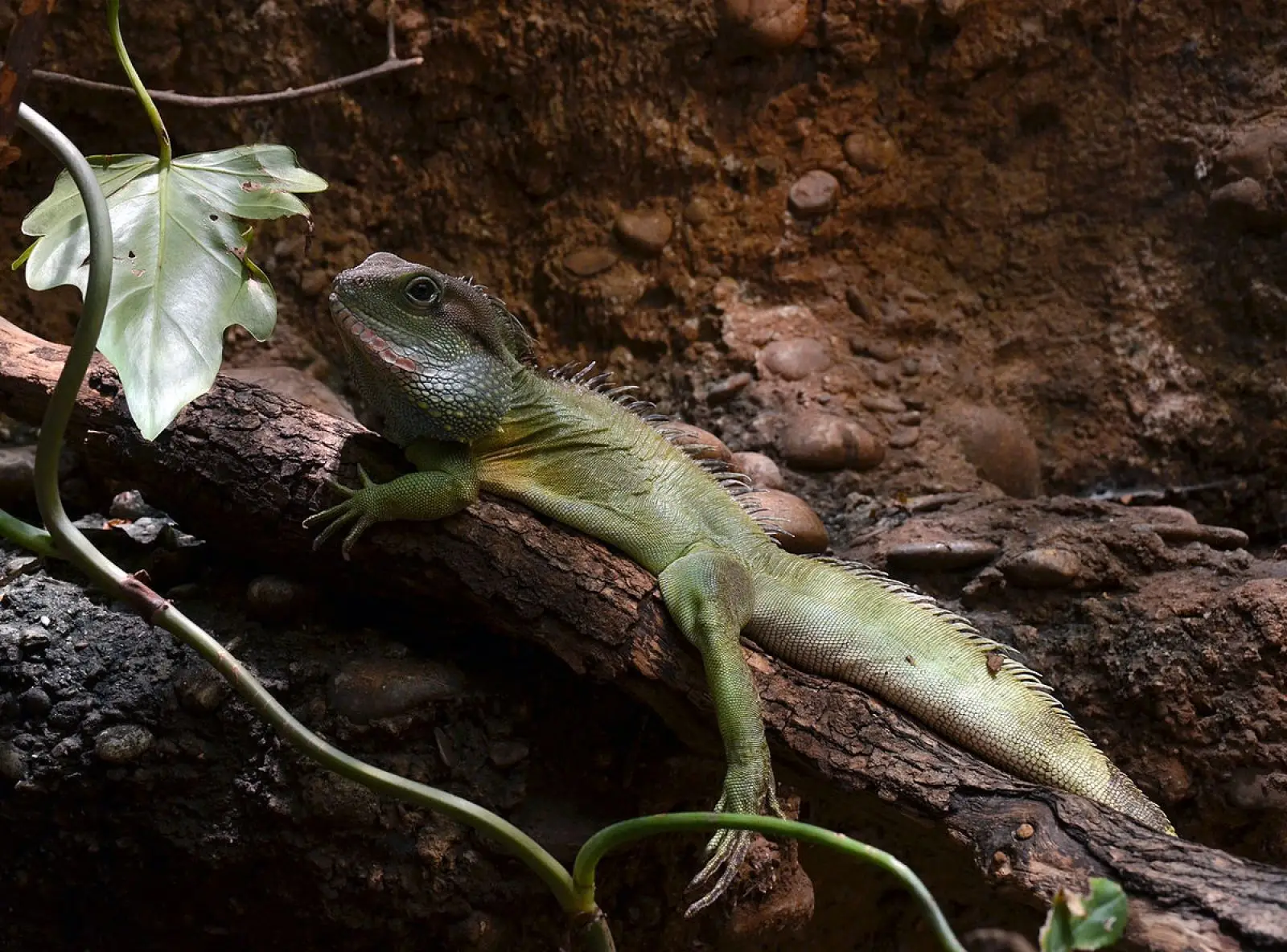 Chinese-Water-Dragon 15