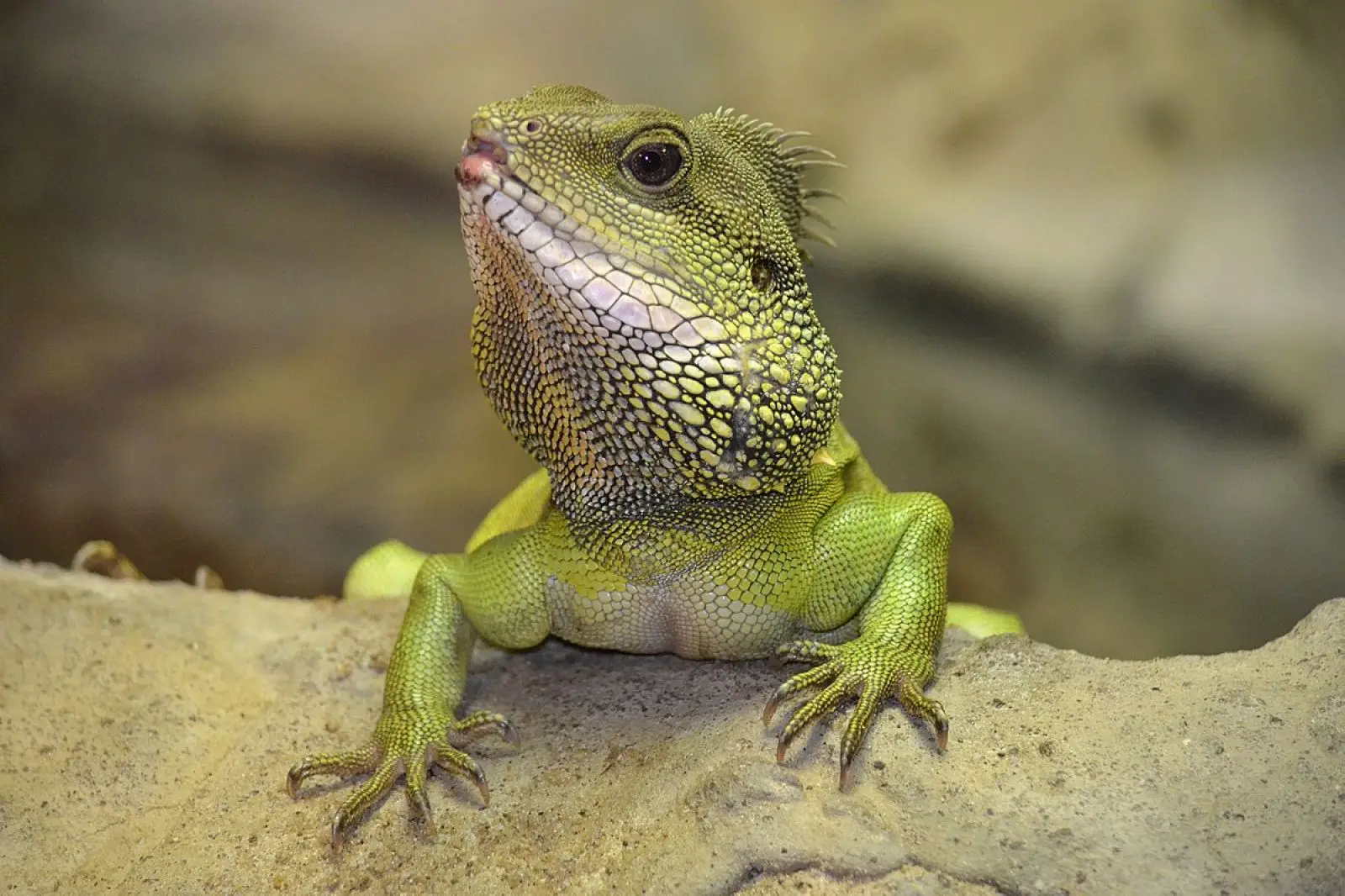 Chinese-Water-Dragon 16