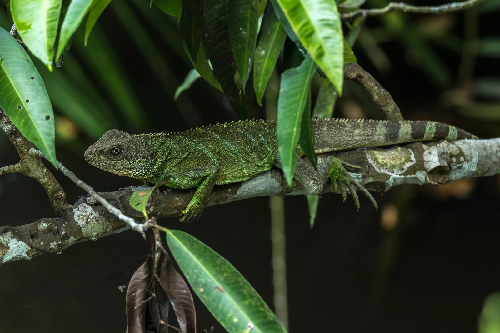 Chinese-Water-Dragon 17