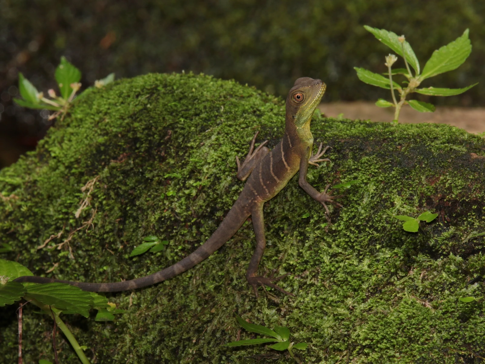 Chinese-Water-Dragon 18