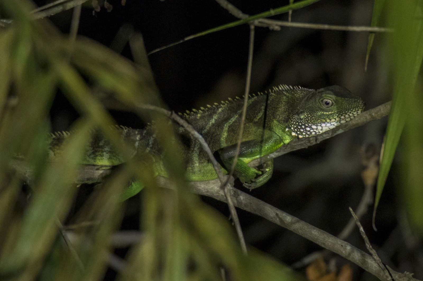 Chinese-Water-Dragon 19
