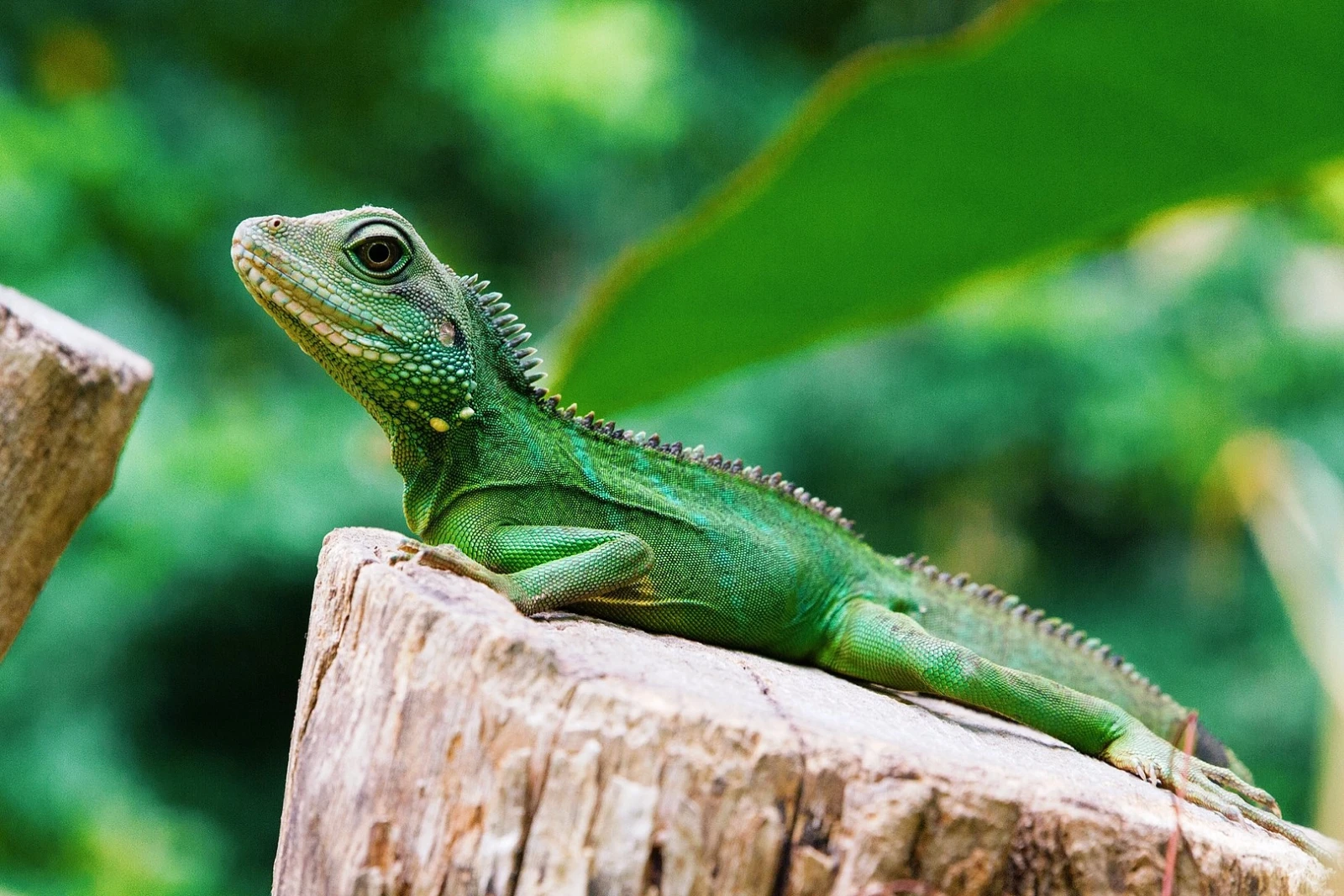Chinese-Water-Dragon 20