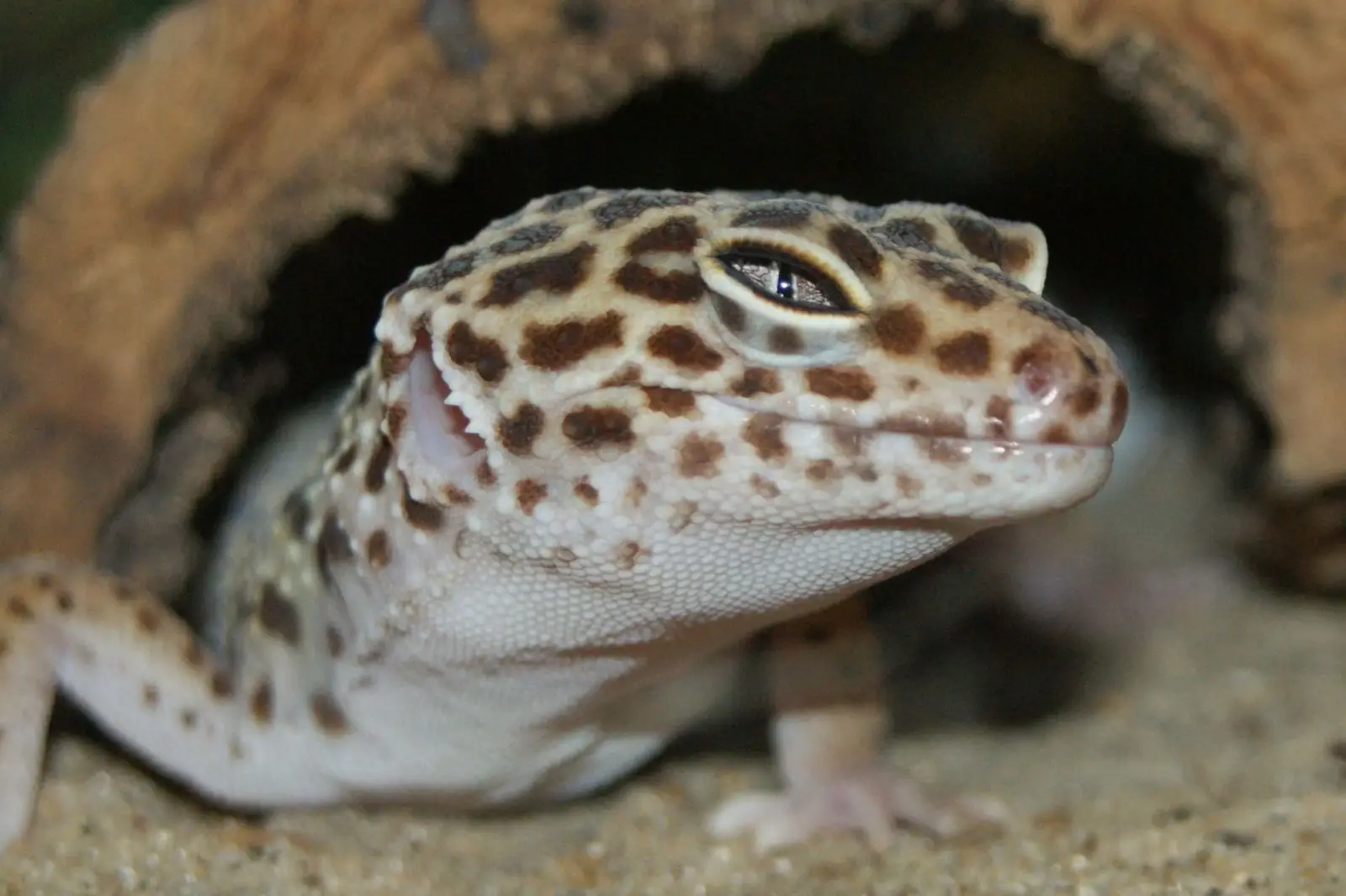 Common-Leopard-Gecko 01