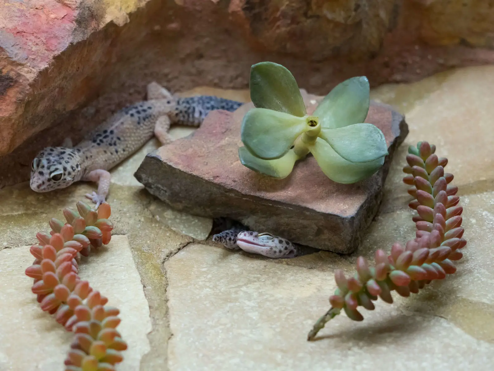 Common-Leopard-Gecko 02