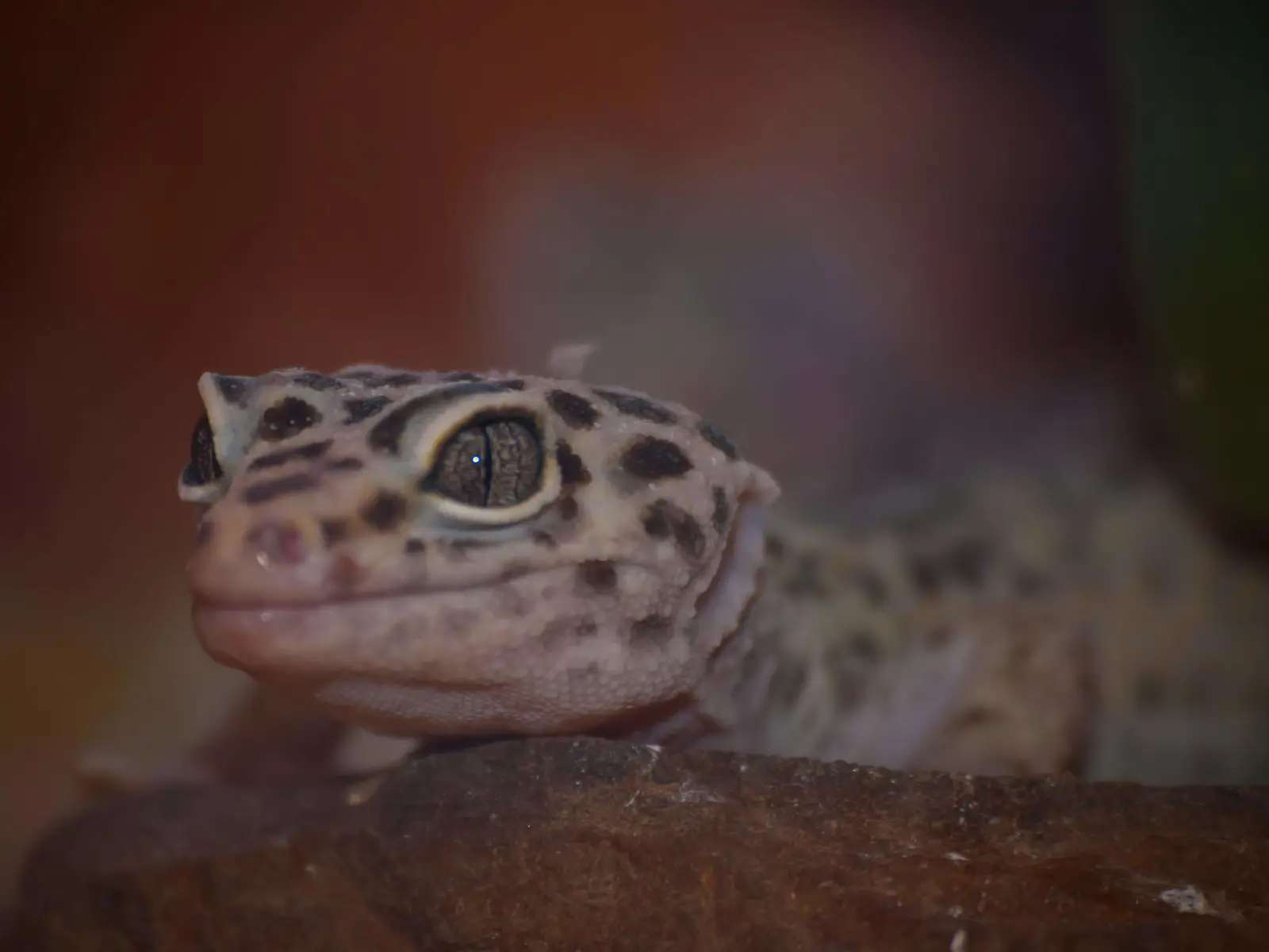 Common-Leopard-Gecko 03