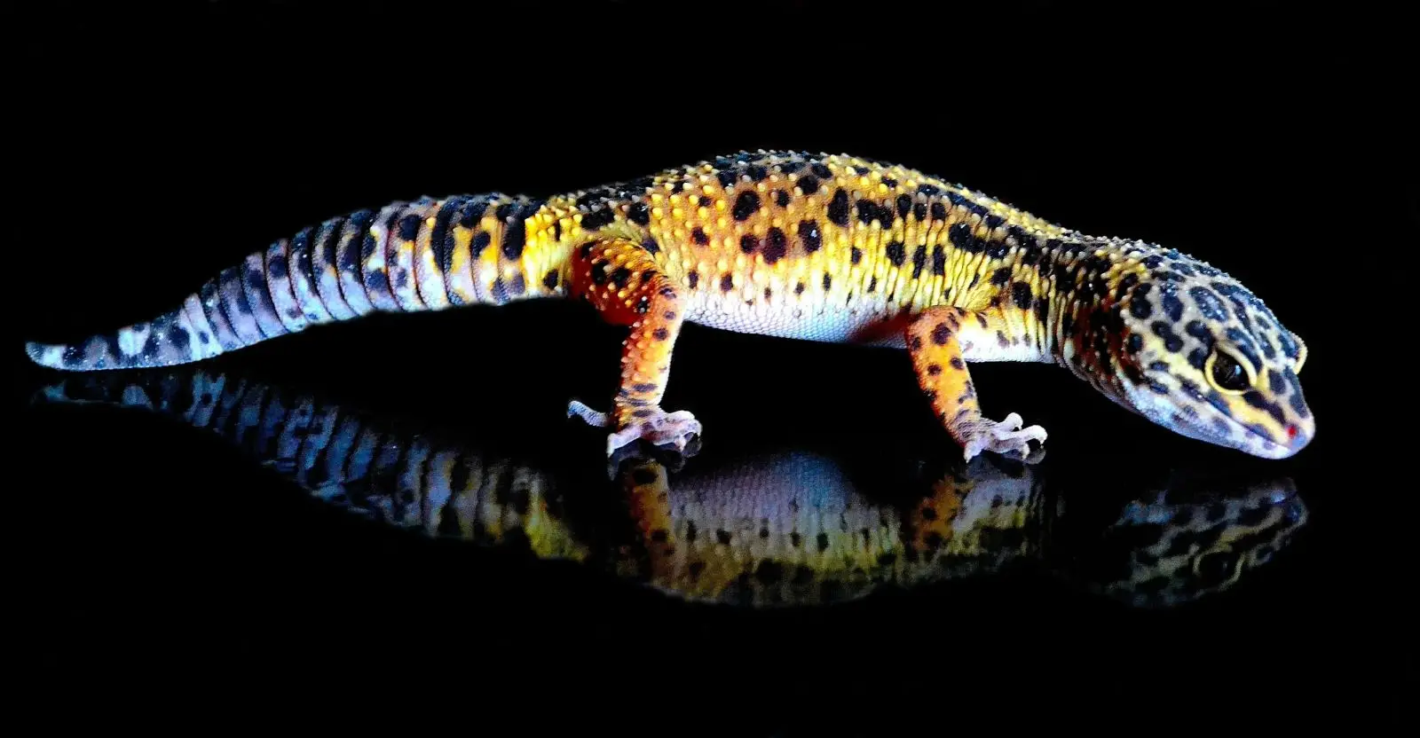 Common-Leopard-Gecko 04