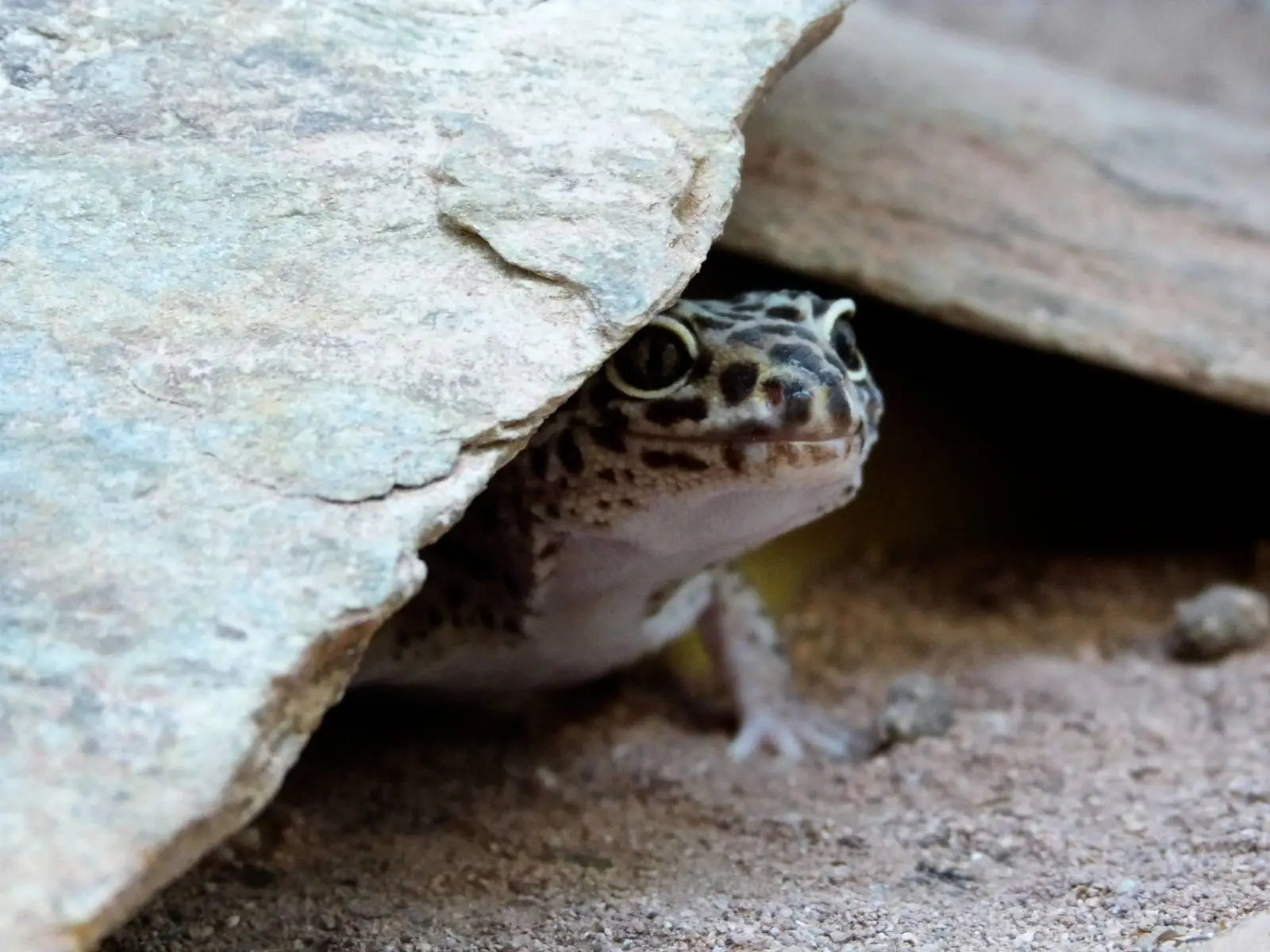 Common-Leopard-Gecko 05
