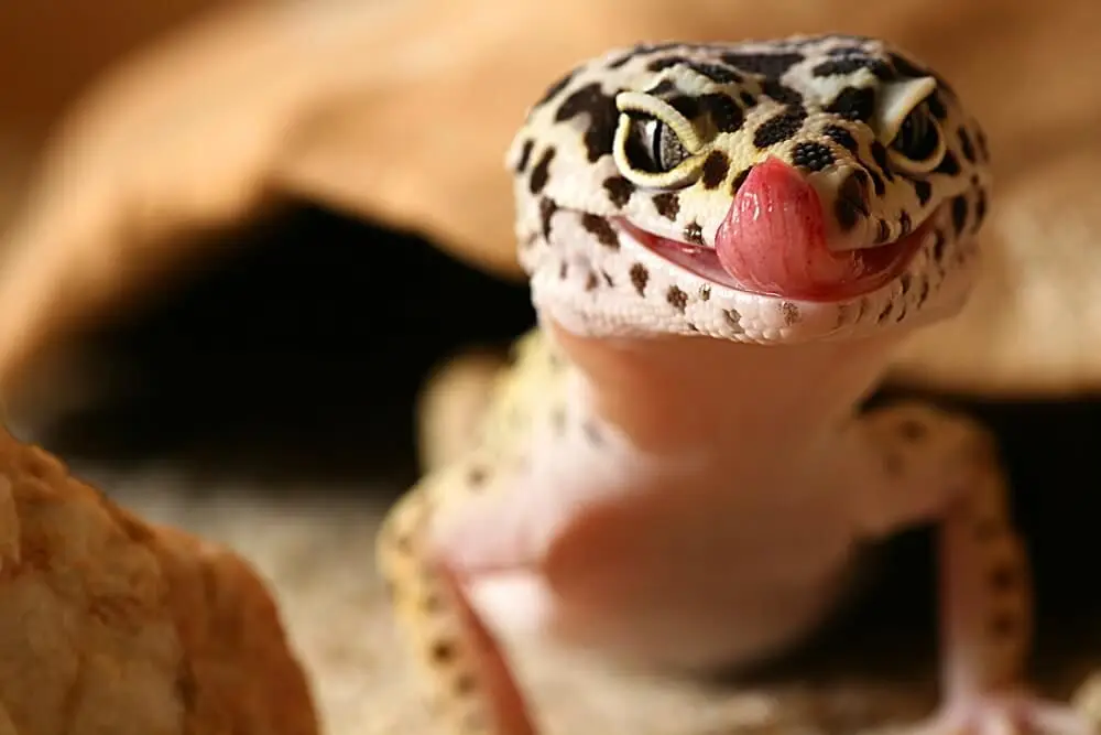 Common-Leopard-Gecko 06