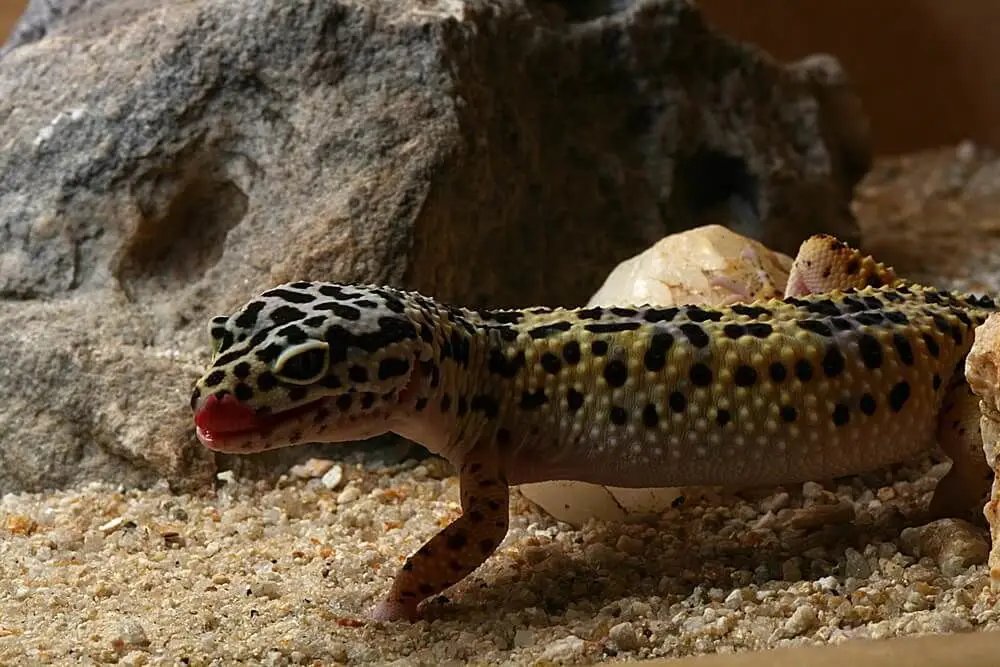 Common-Leopard-Gecko 07