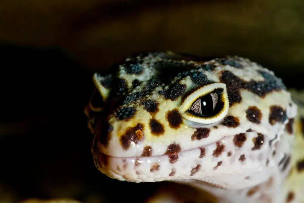 Common-Leopard-Gecko 08