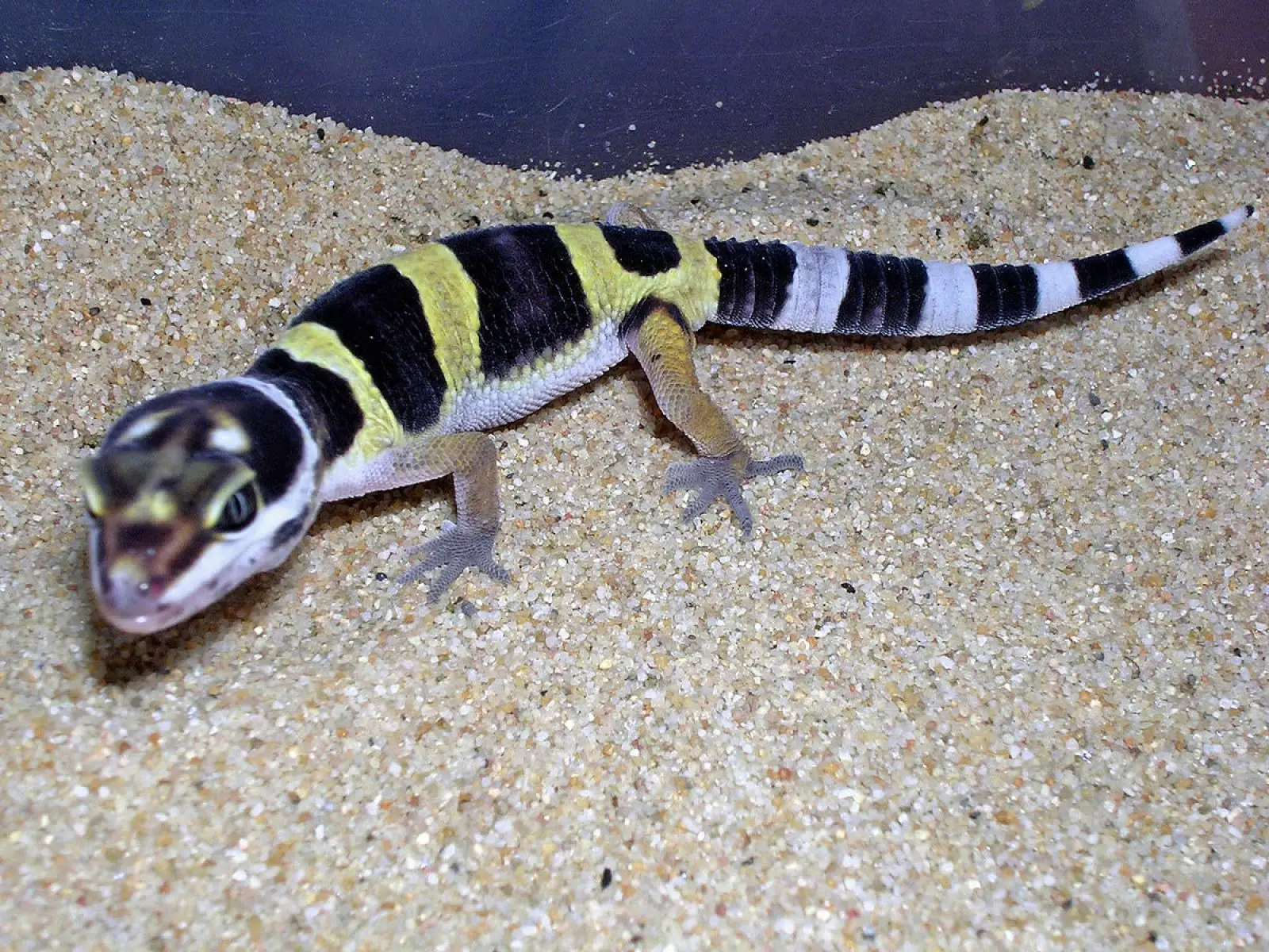 Common-Leopard-Gecko 09