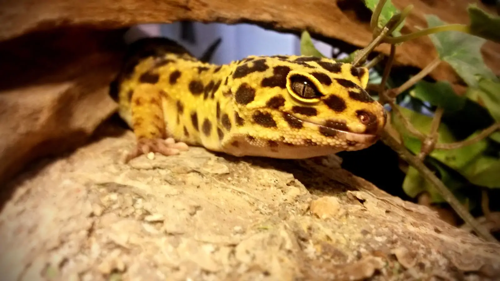Common-Leopard-Gecko 10