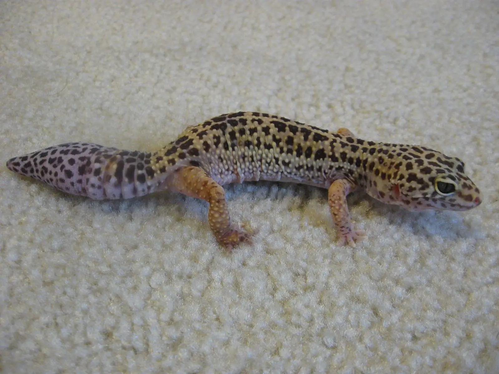 Common-Leopard-Gecko 11
