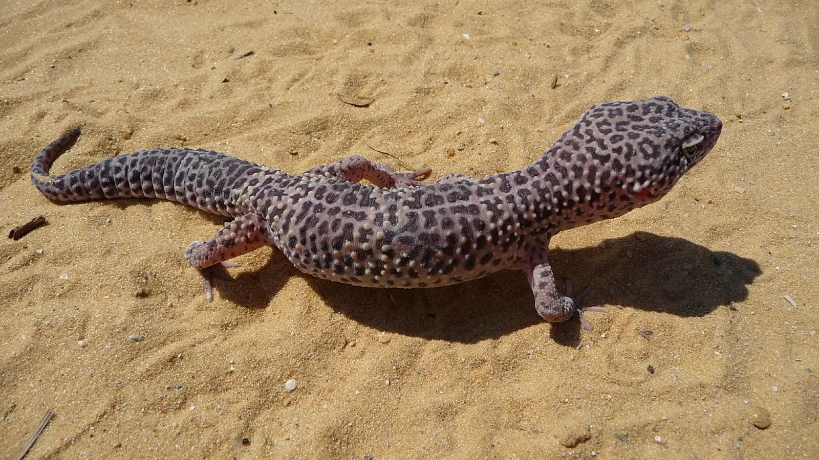 Common-Leopard-Gecko 12