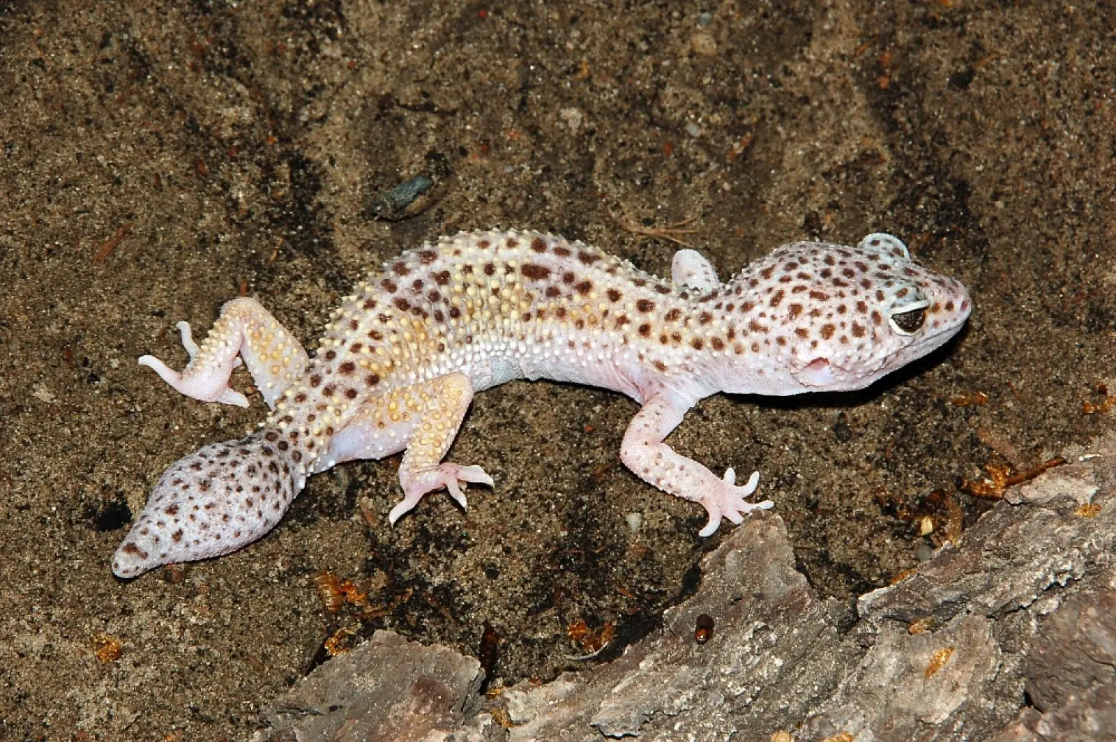 Common-Leopard-Gecko 13