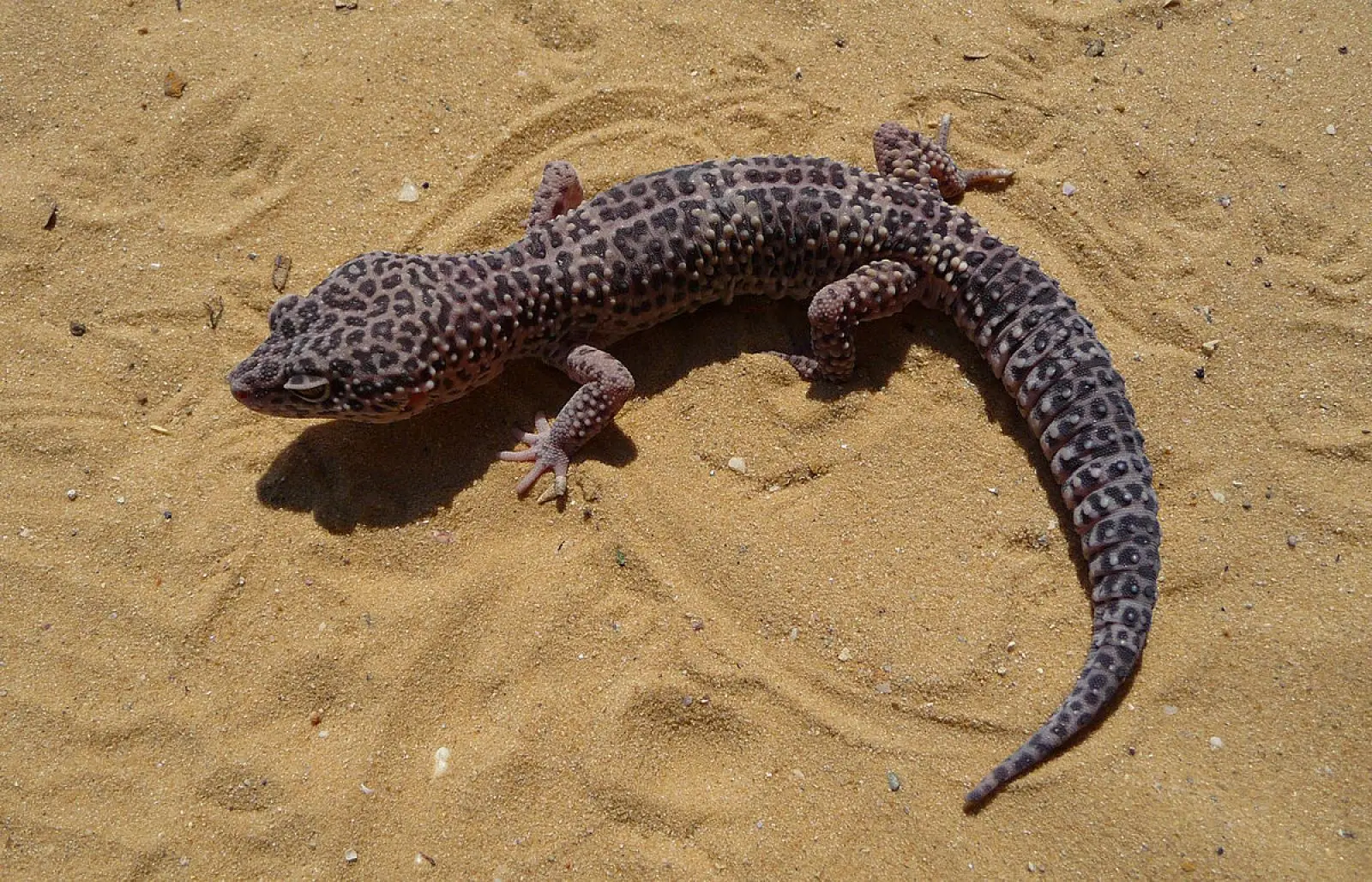 Common-Leopard-Gecko 14