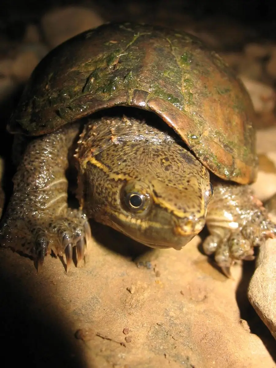 Common-Musk-Turtle 01