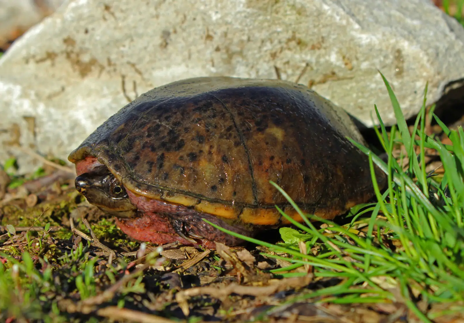Common-Musk-Turtle 02