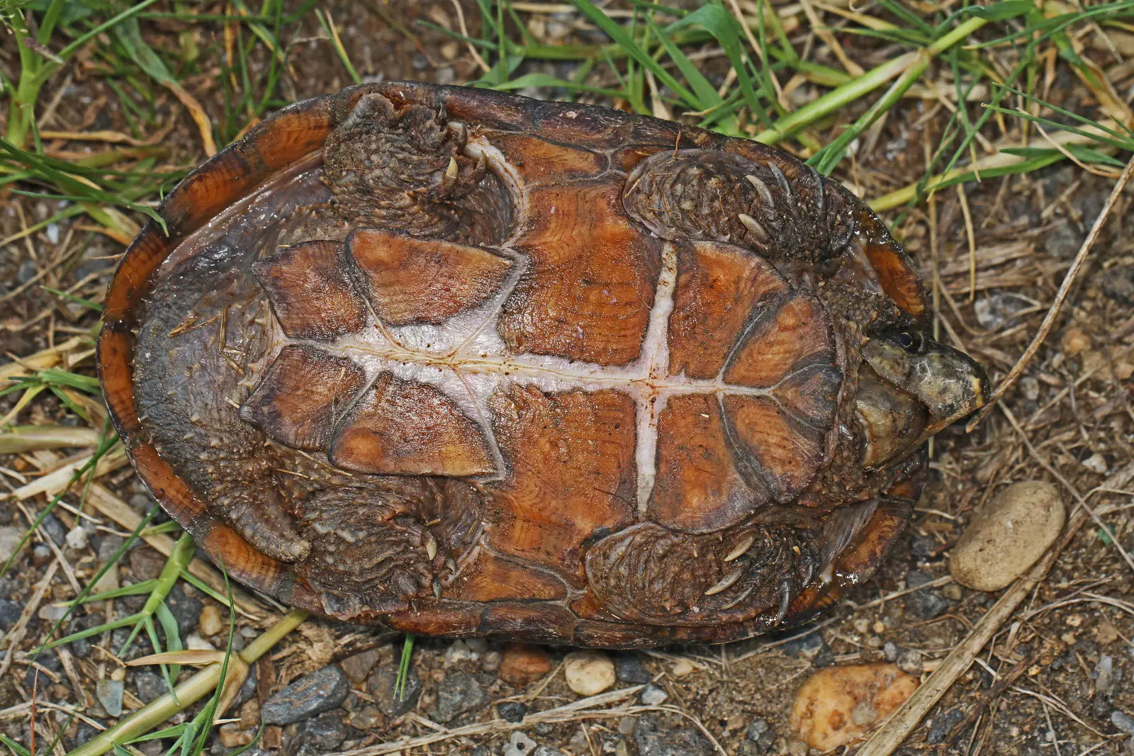 Common-Musk-Turtle 03