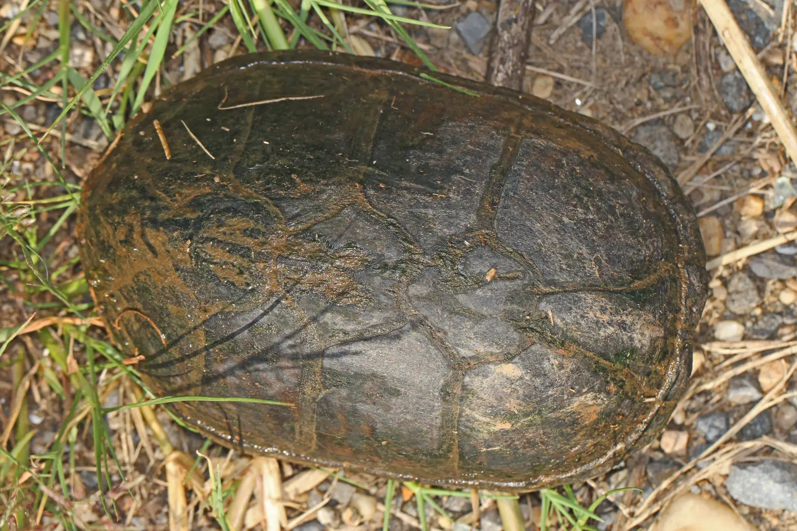 Common-Musk-Turtle 04