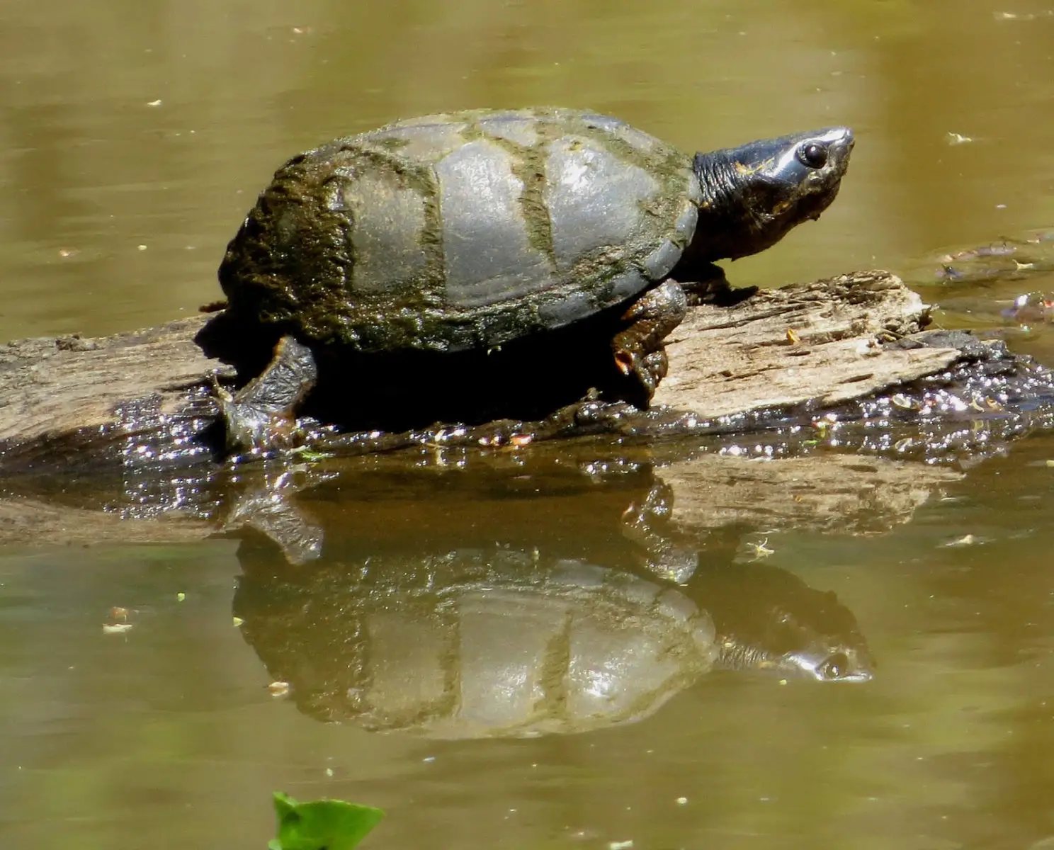 Common-Musk-Turtle 05