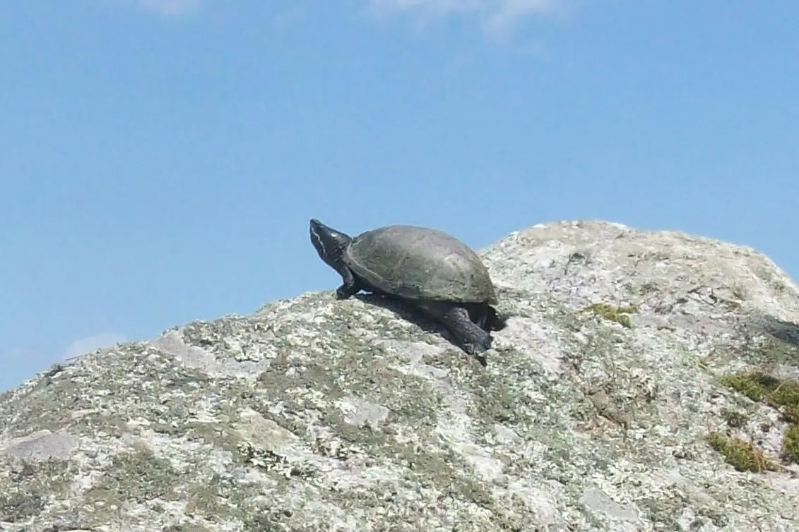 Common-Musk-Turtle 06
