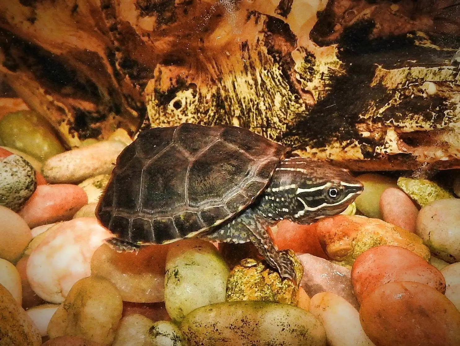 Common-Musk-Turtle 07