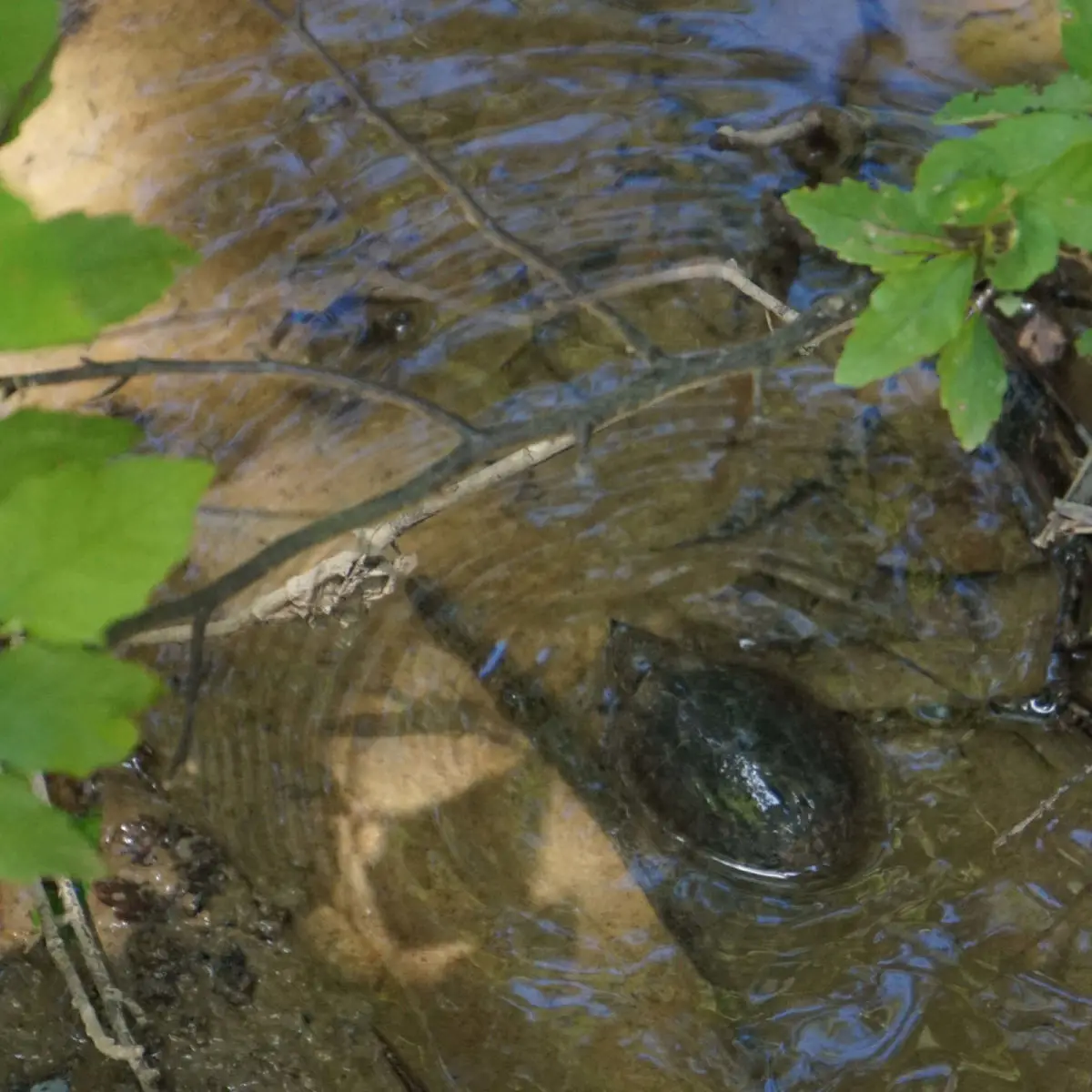 Common-Musk-Turtle 08