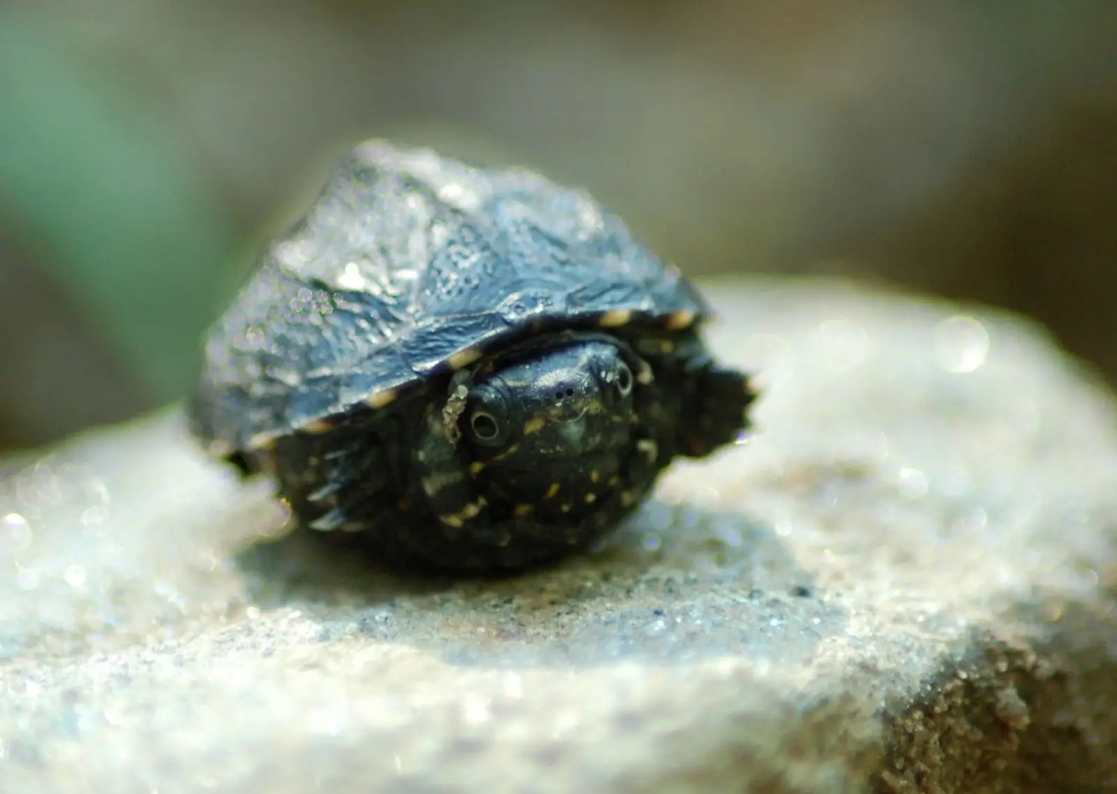 Common-Musk-Turtle 10