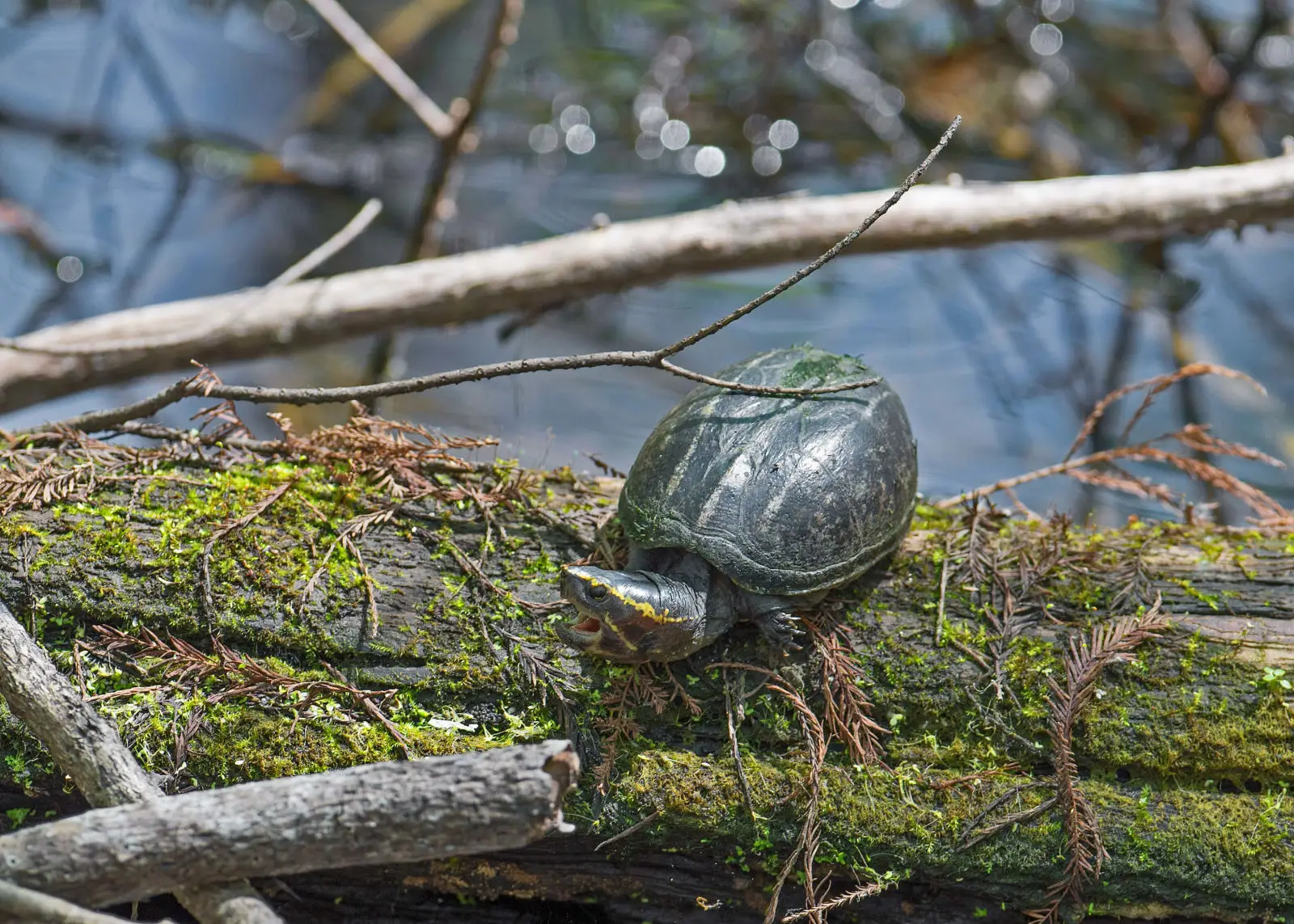 Common-Musk-Turtle 11
