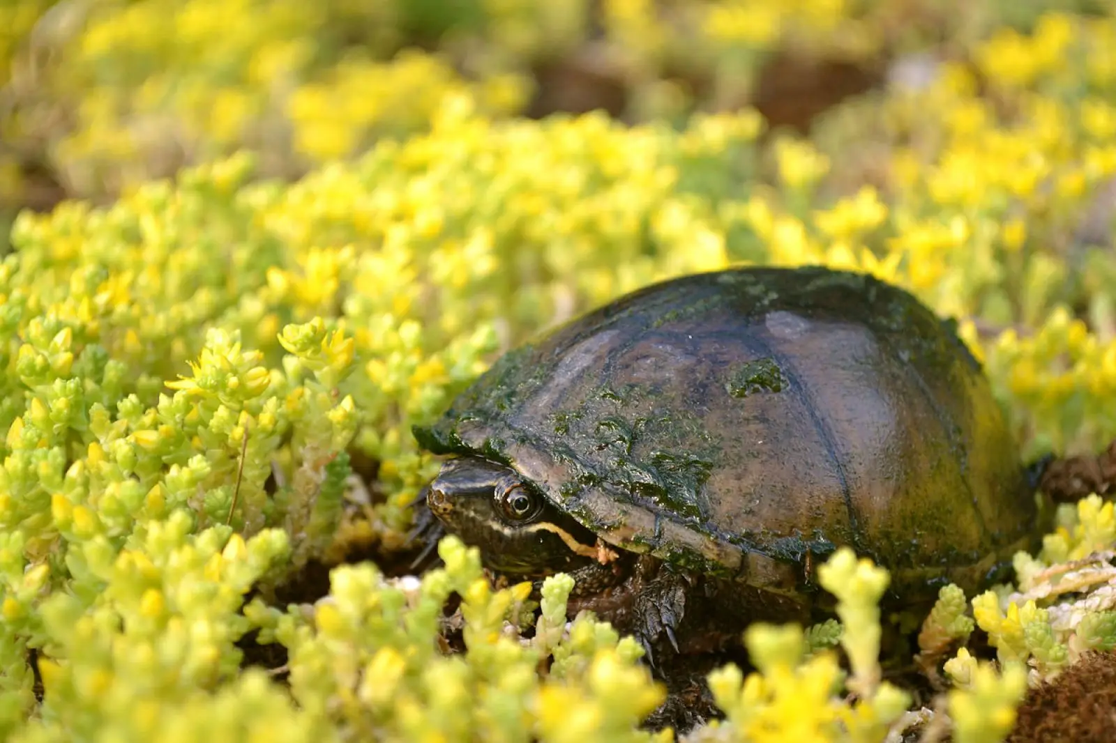 Common-Musk-Turtle 12