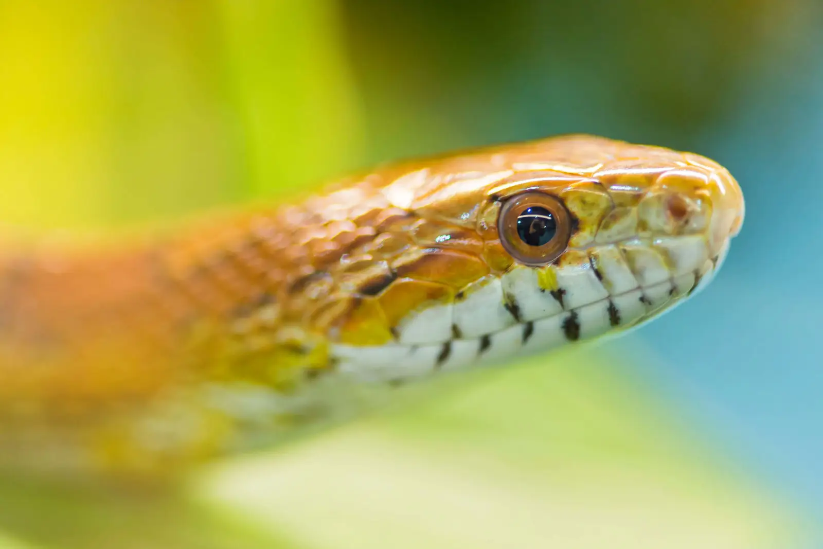Corn-Snake 01