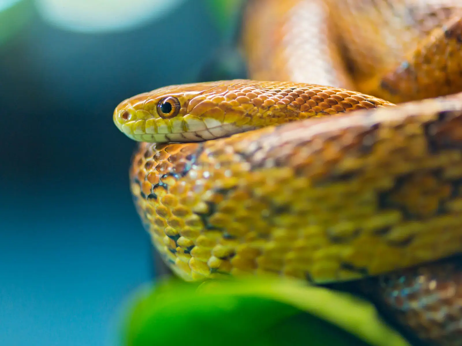 Corn-Snake 02